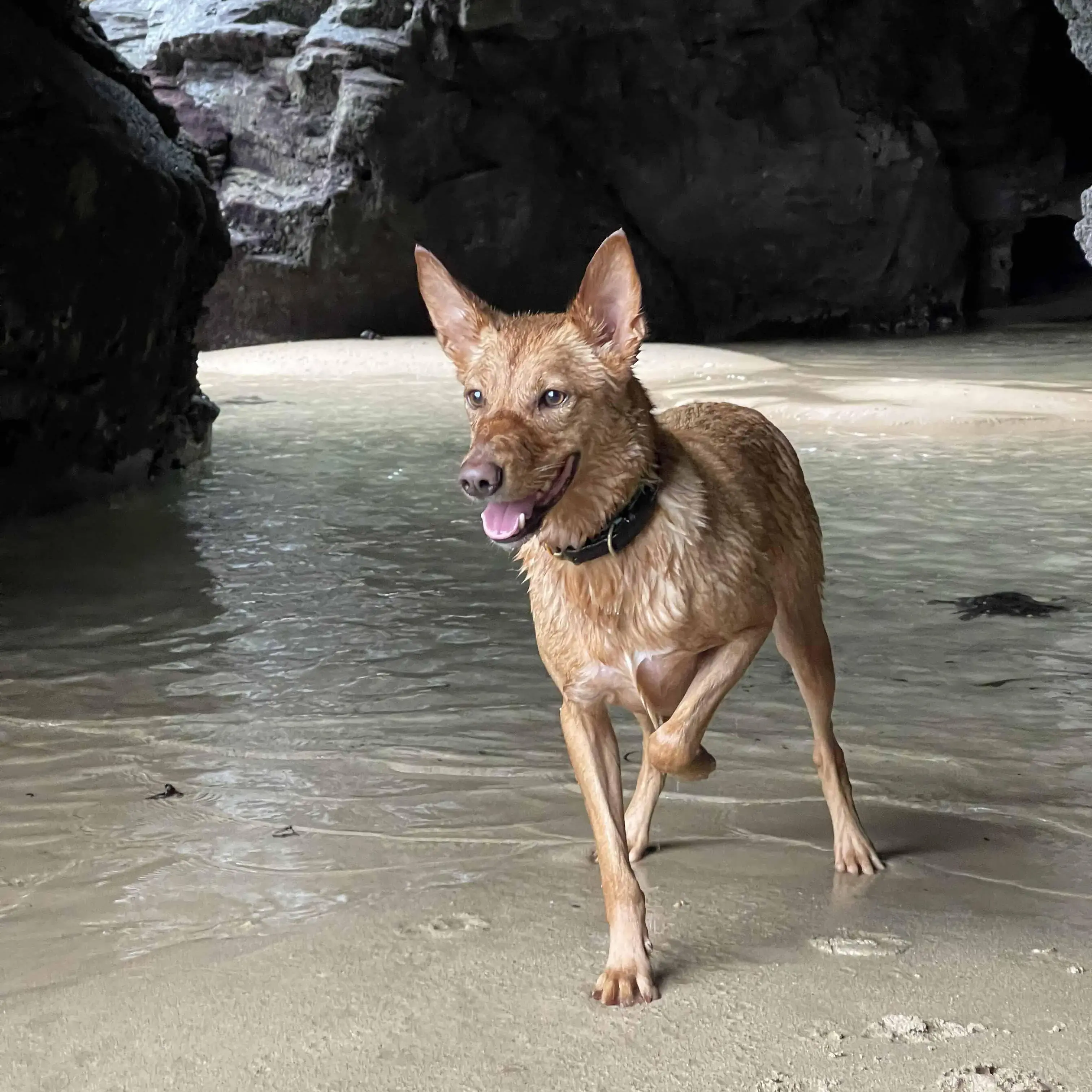 Kelpie