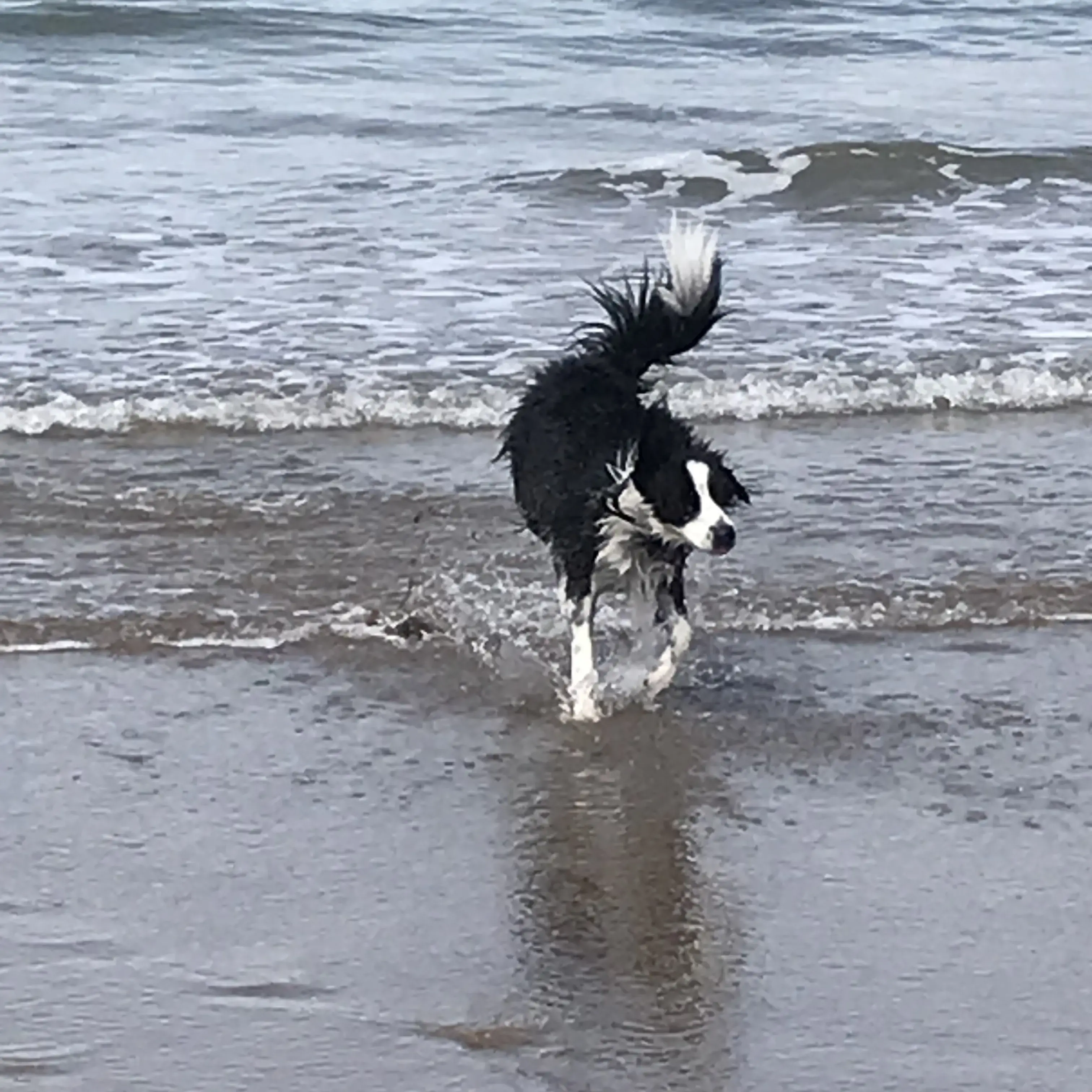 Border Collie