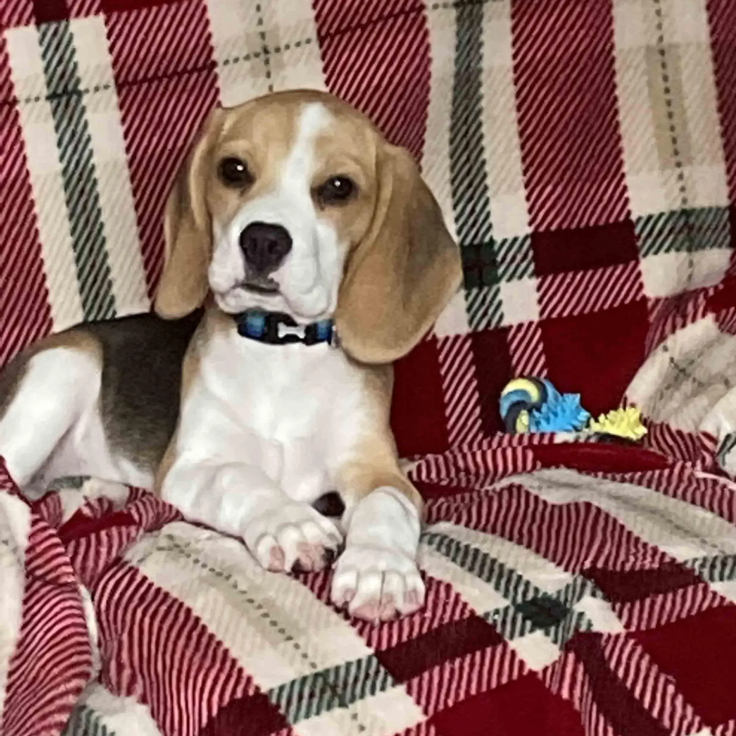 Beagle