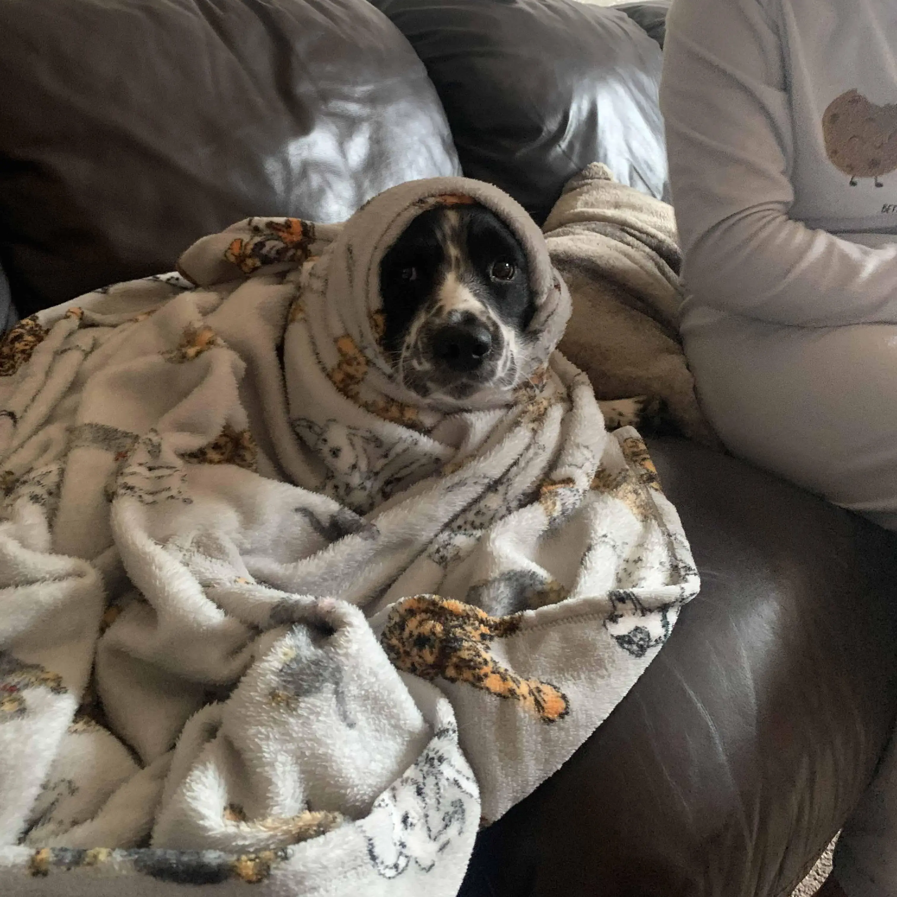 Cocker Spaniel (English)