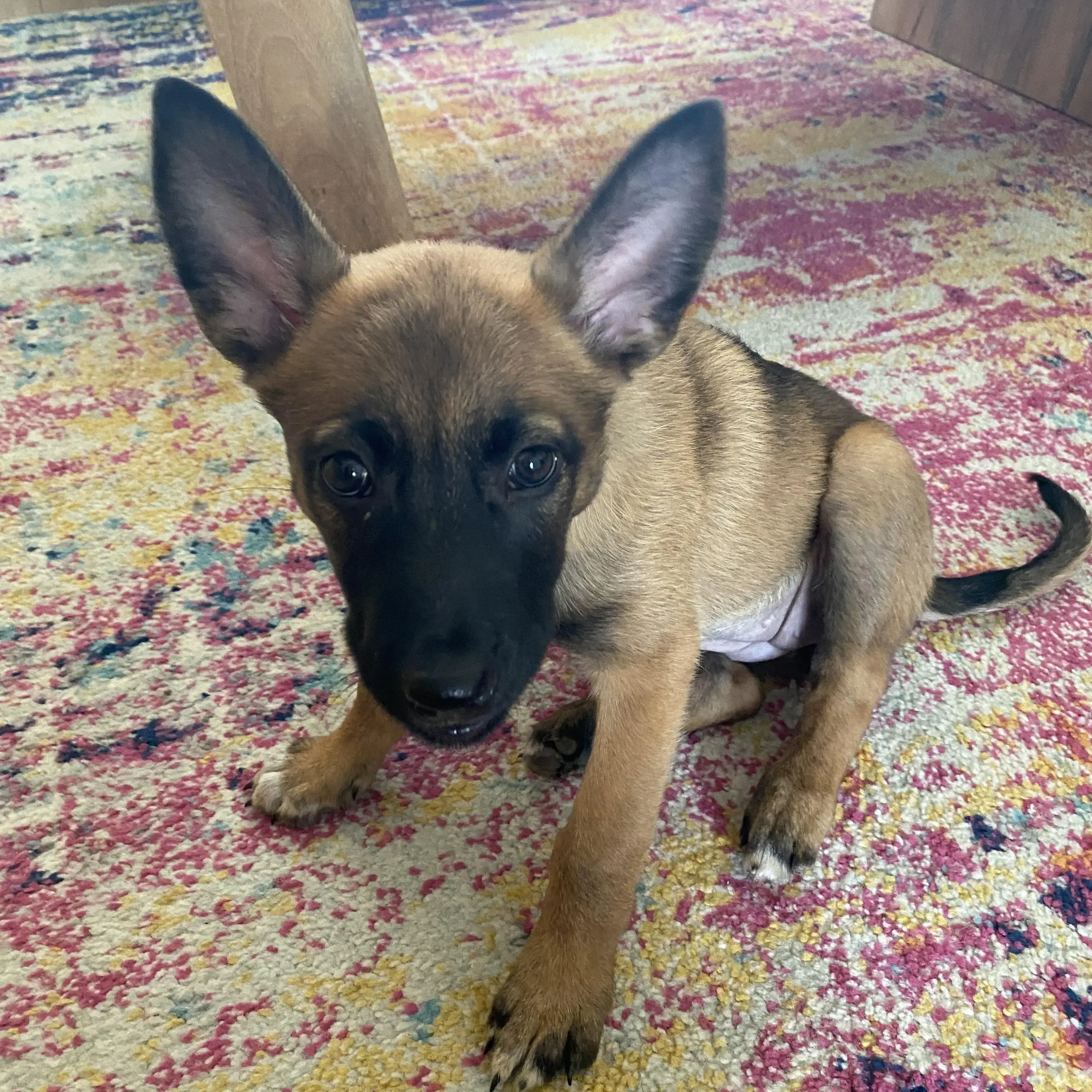 Belgian Shepherd Dog Malinois