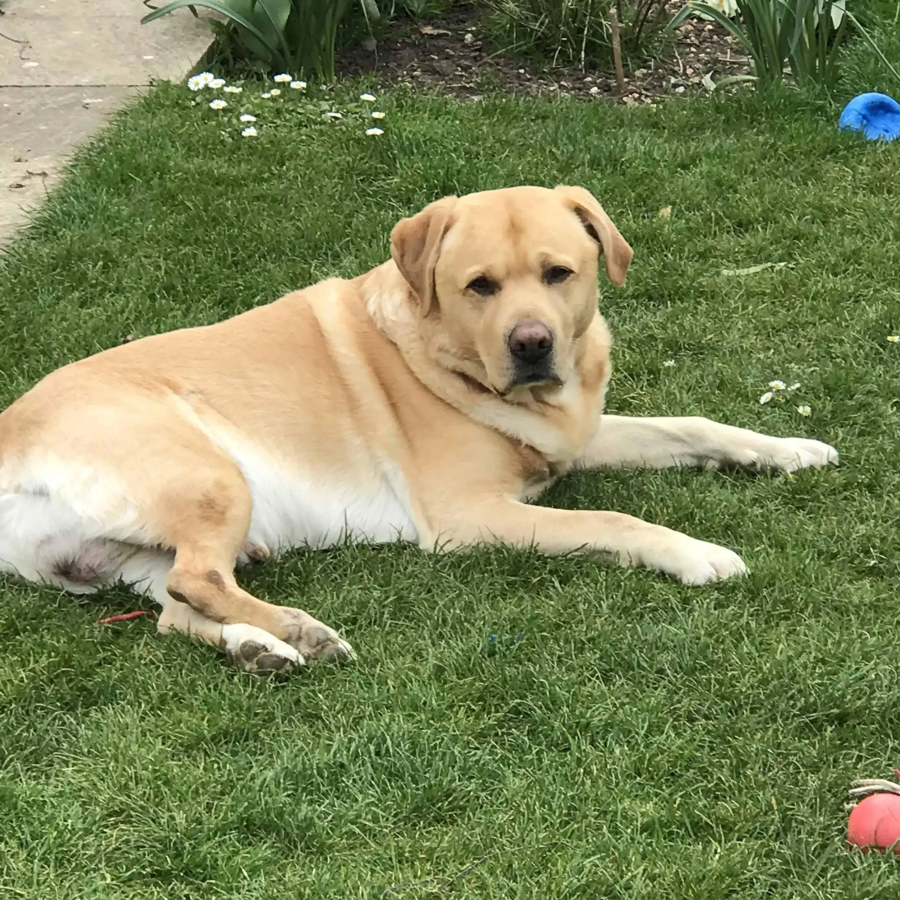 Labrador Retriever