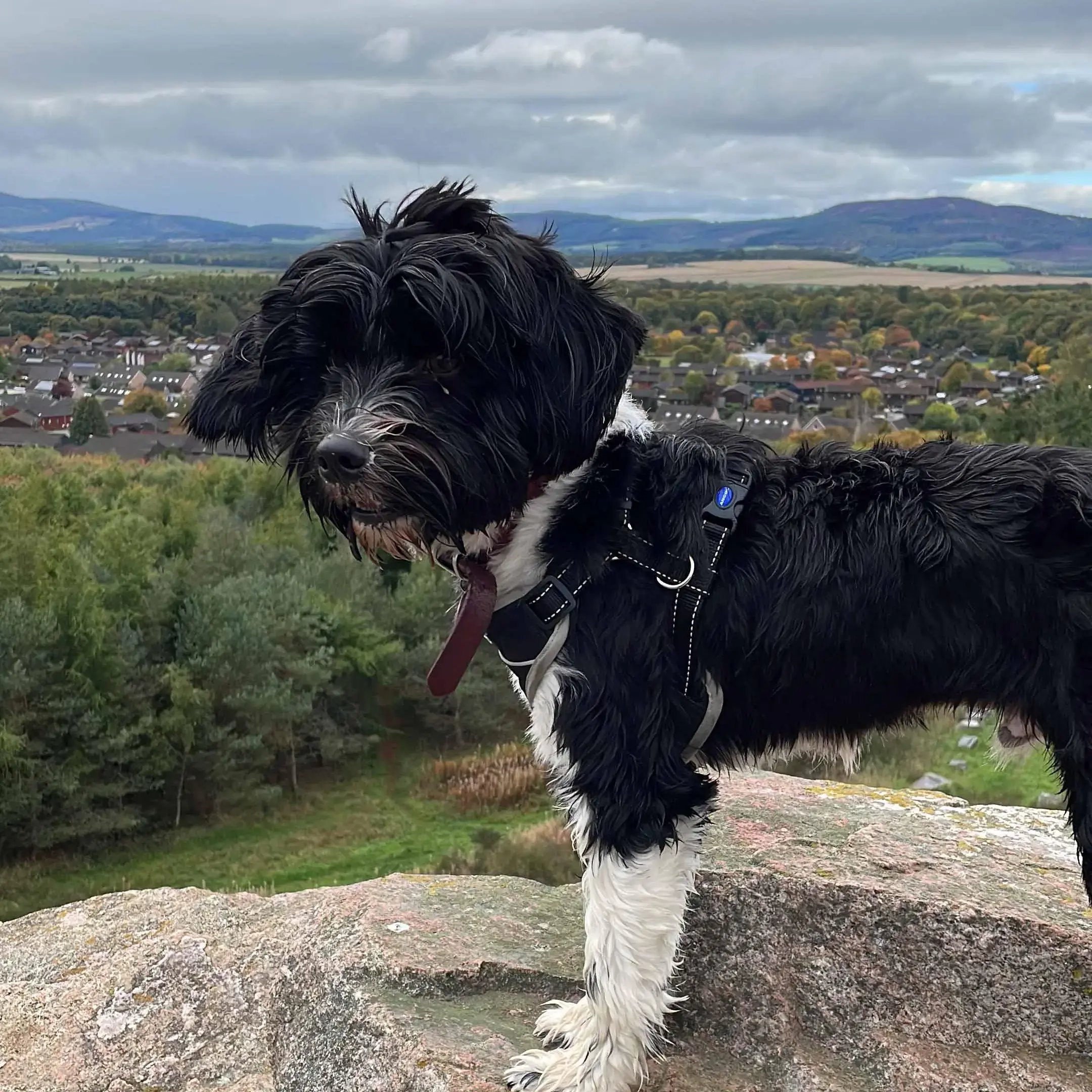 Tibetan Terrier 