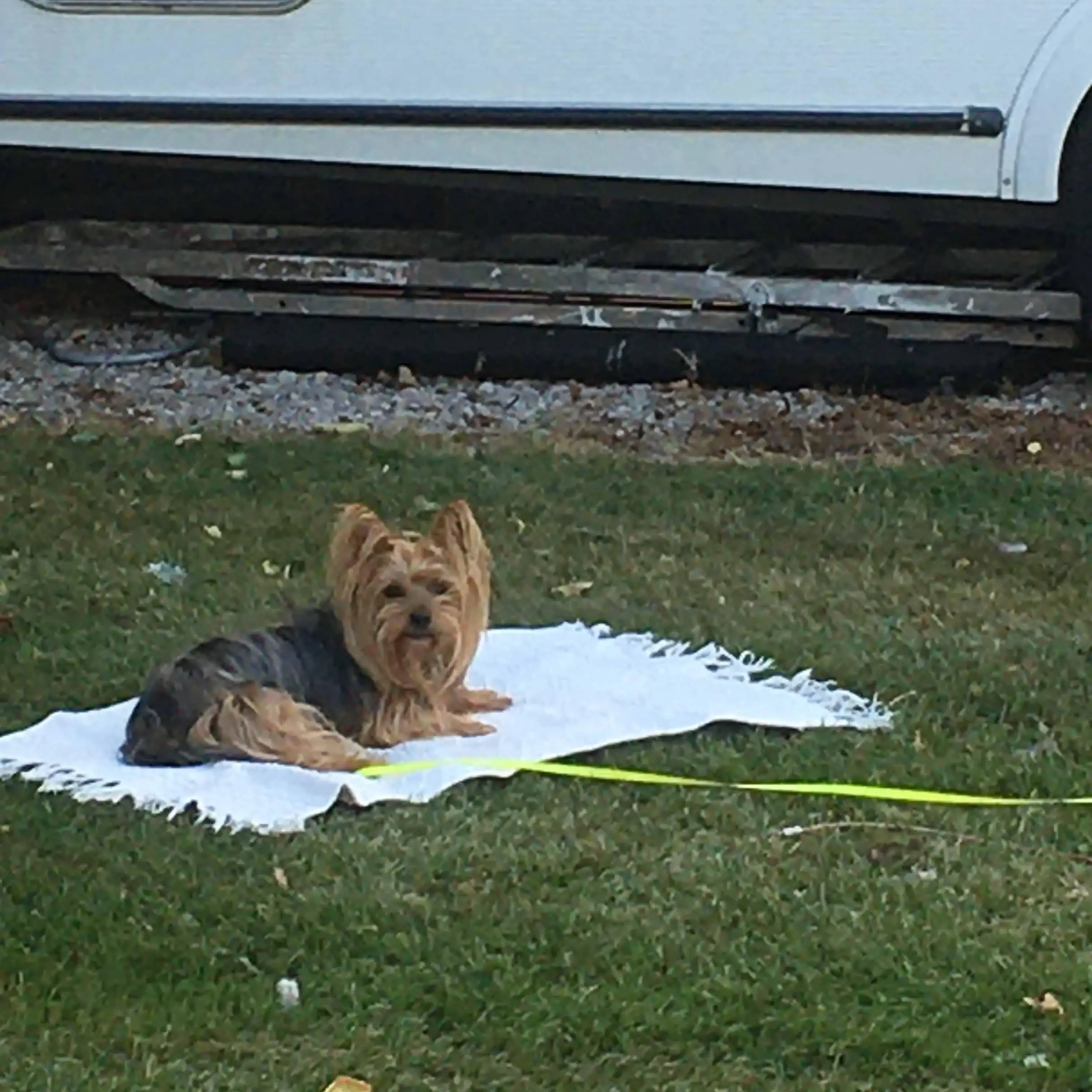 Yorkshire Terrier