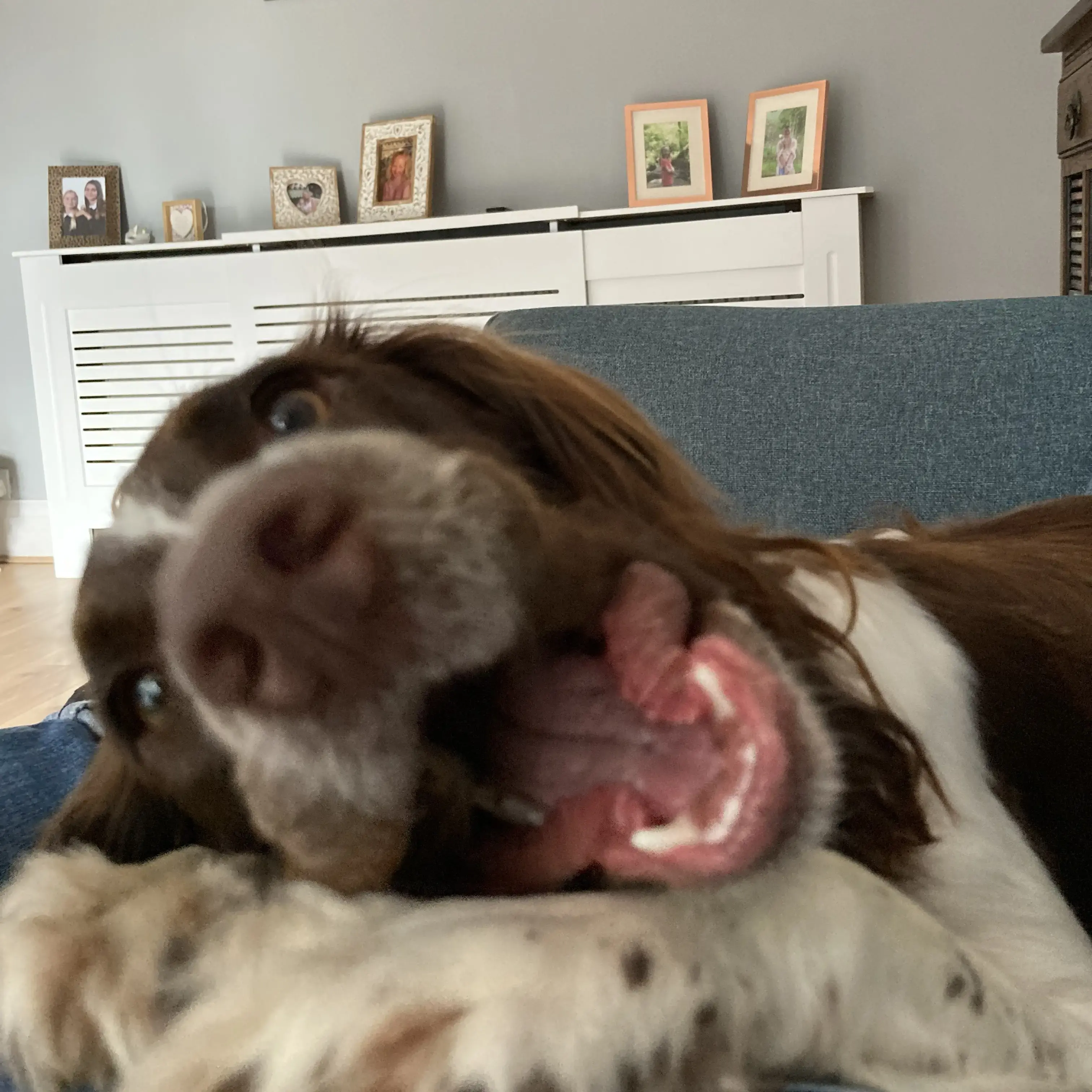 English Springer Spaniel