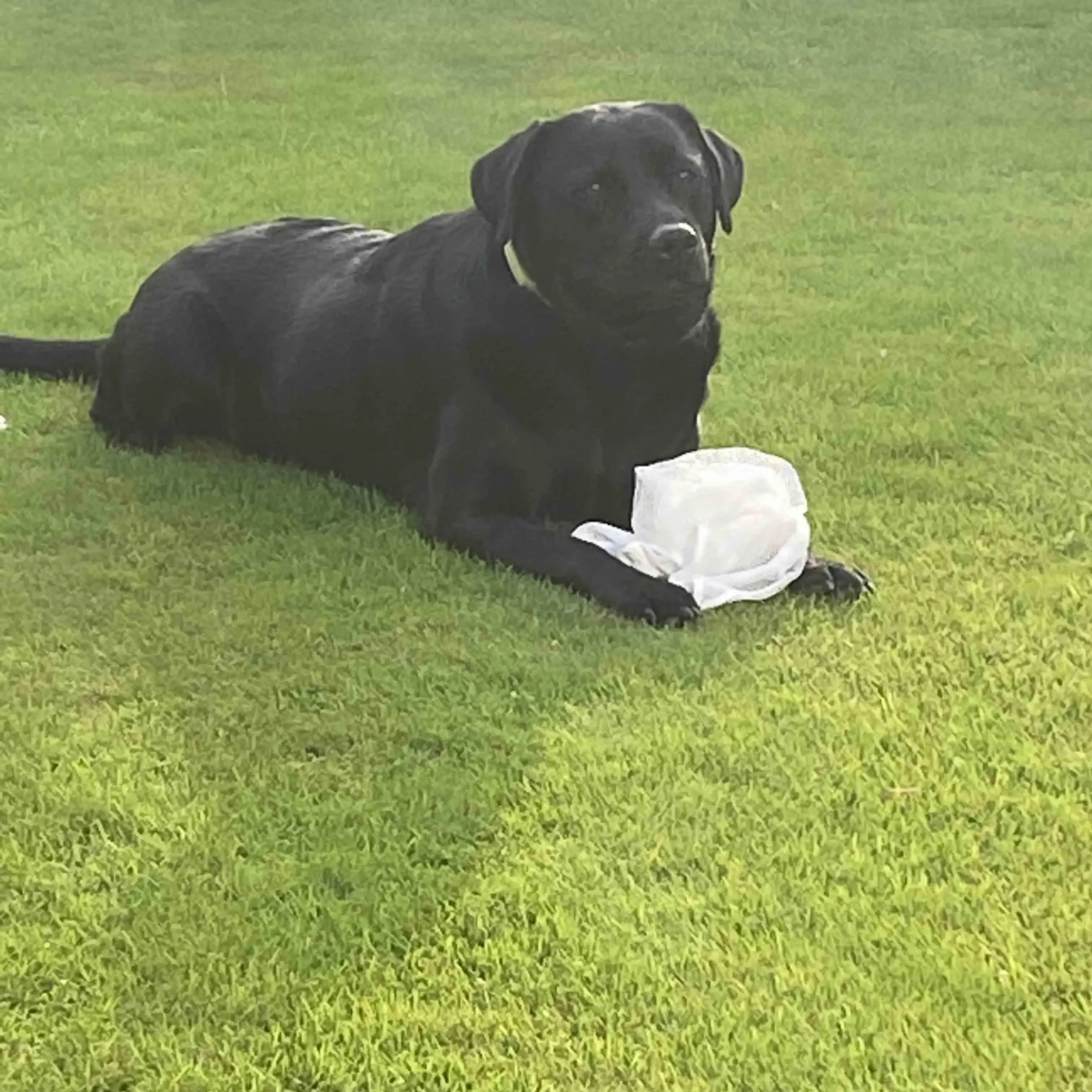 Labrador Retriever