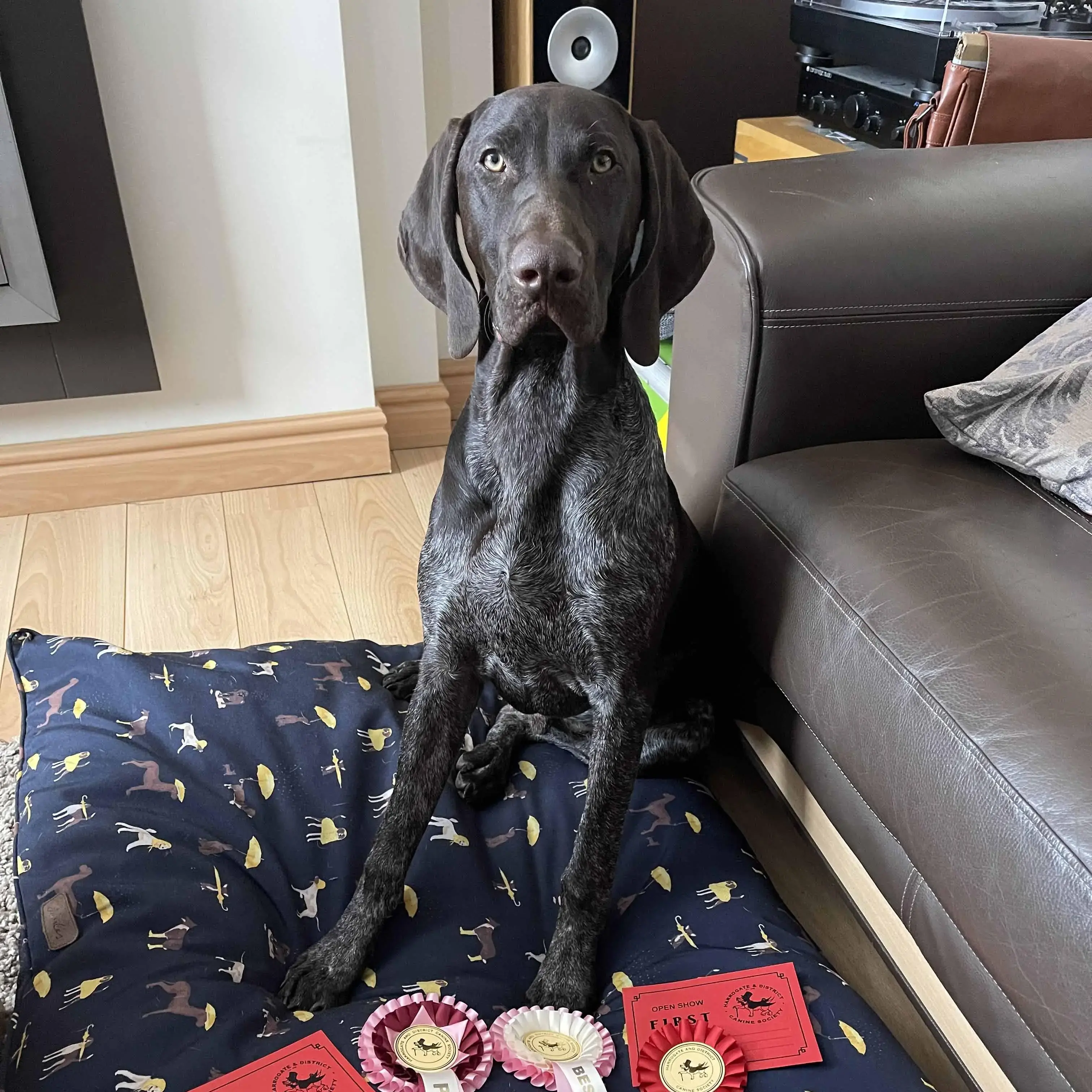 German Short-Haired Pointer