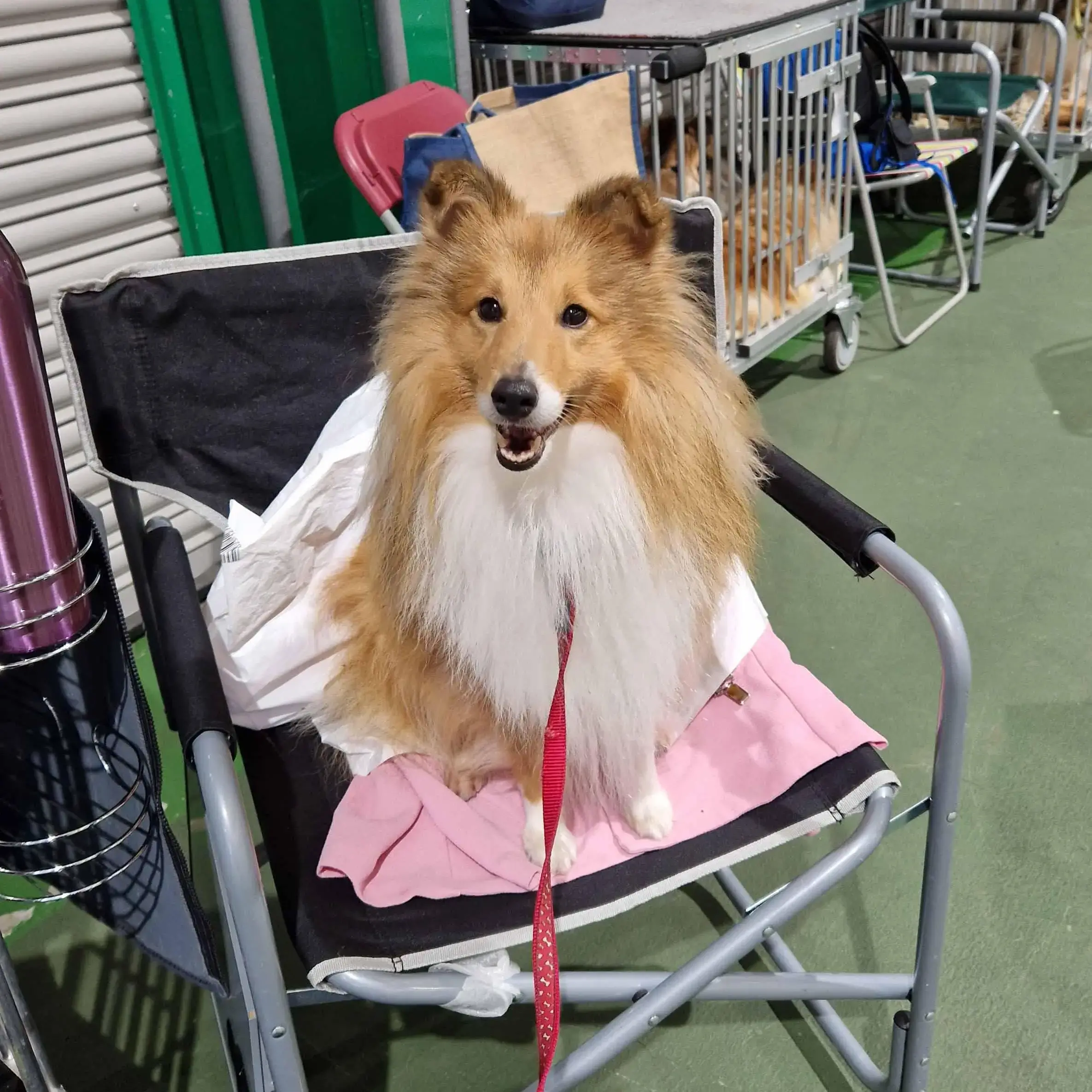 Shetland Sheepdog