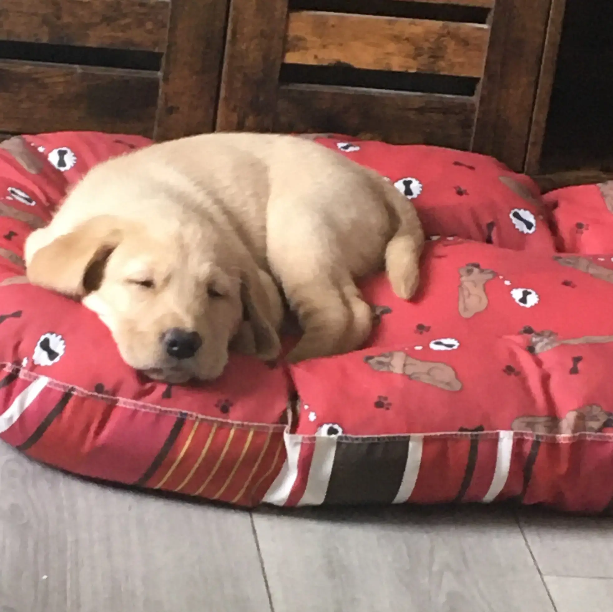 Labrador