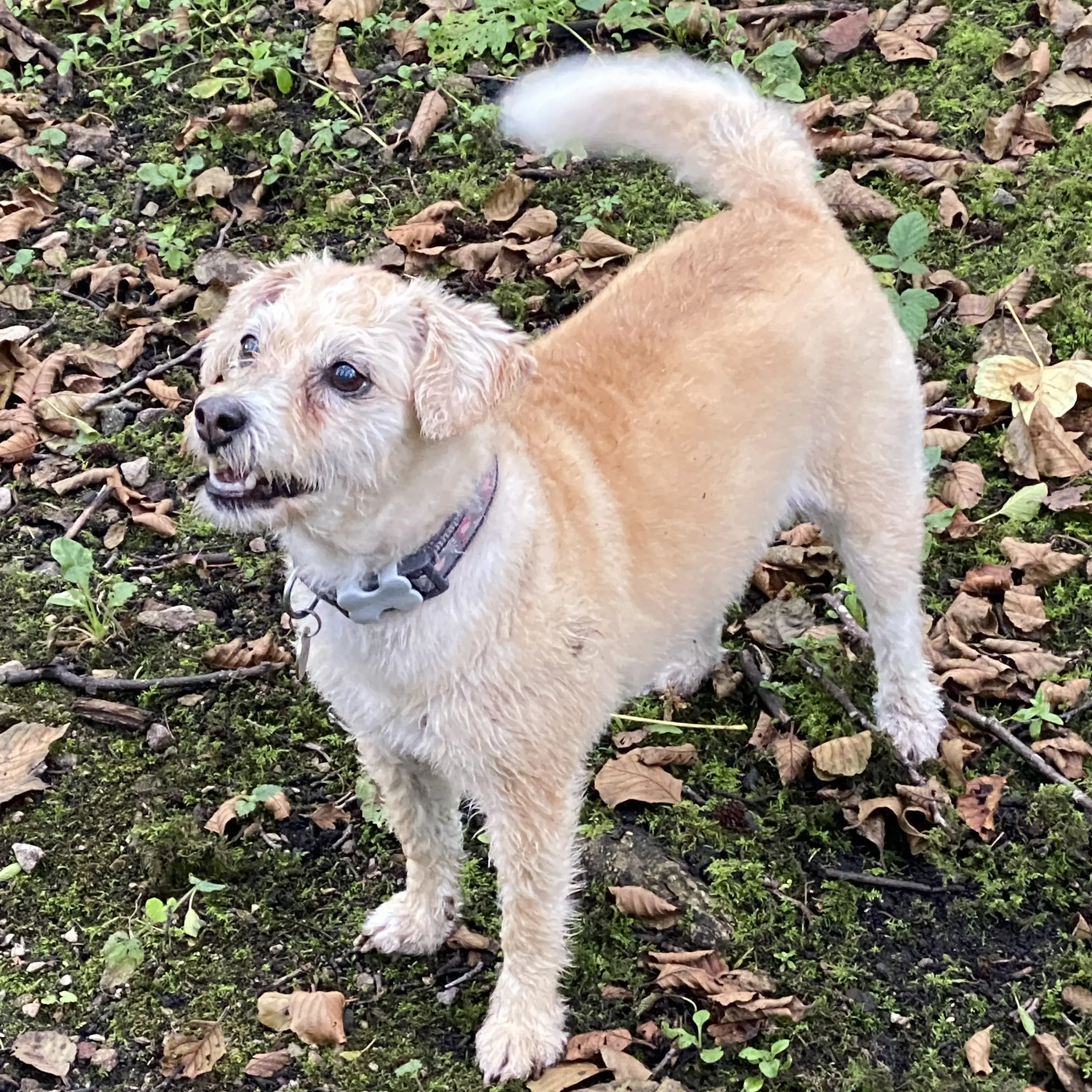 Jack Russell Terrier