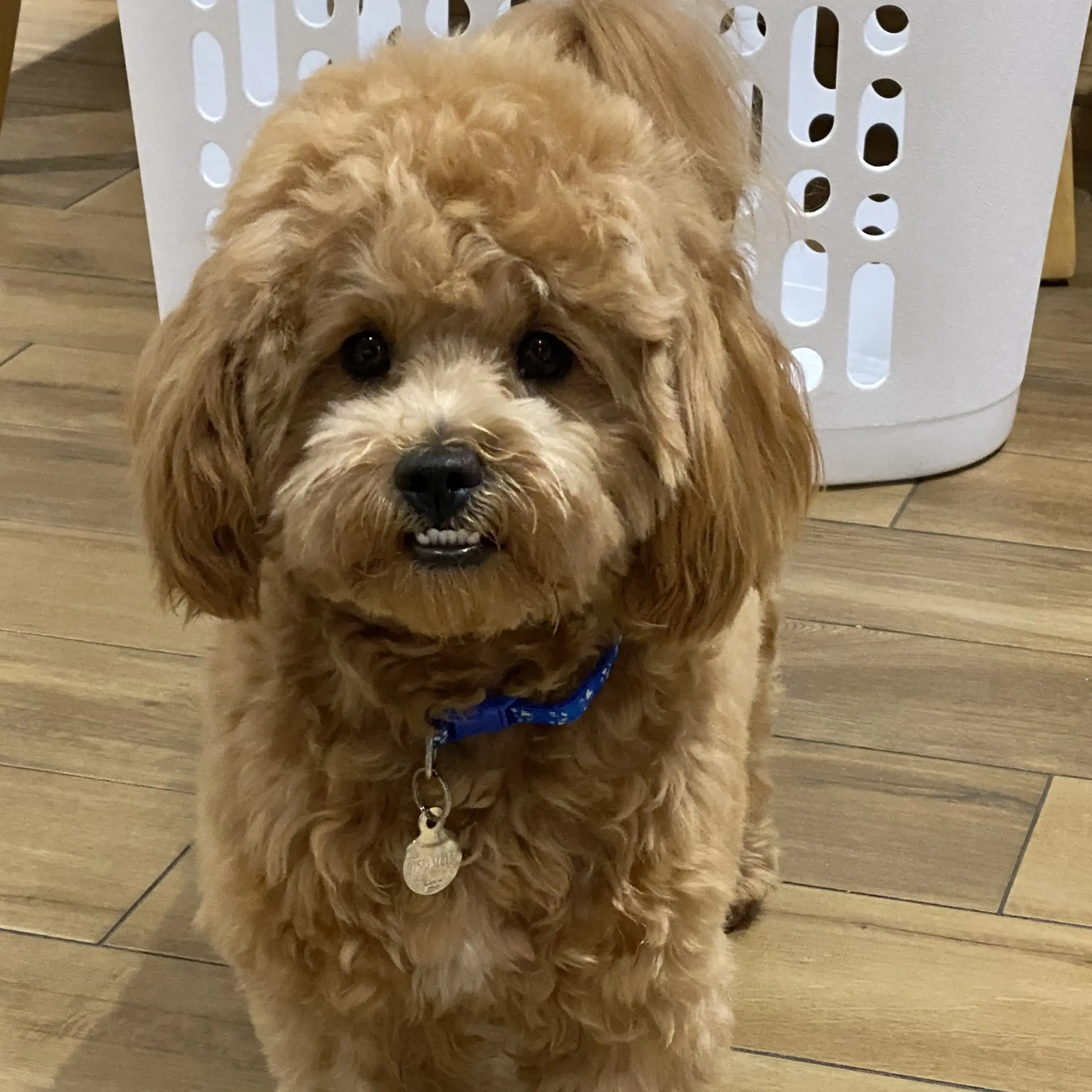 Poodle (Miniature)