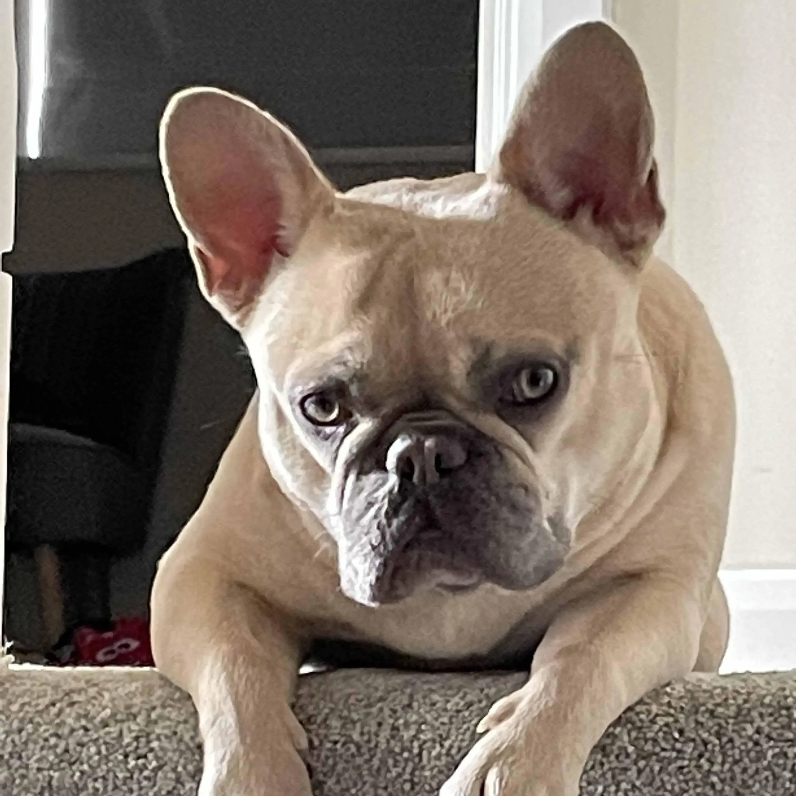 French Bulldog