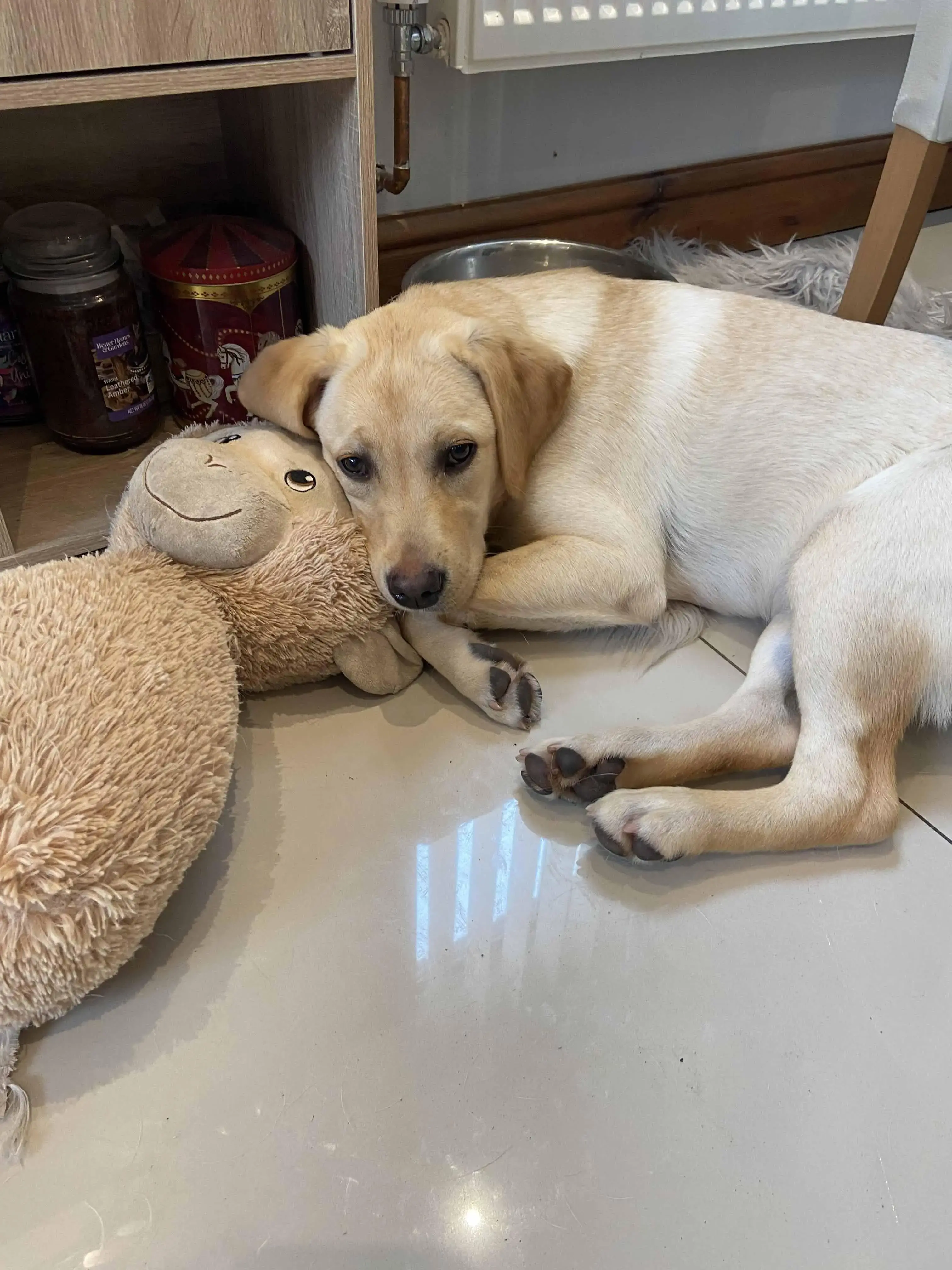 Labrador Retriever