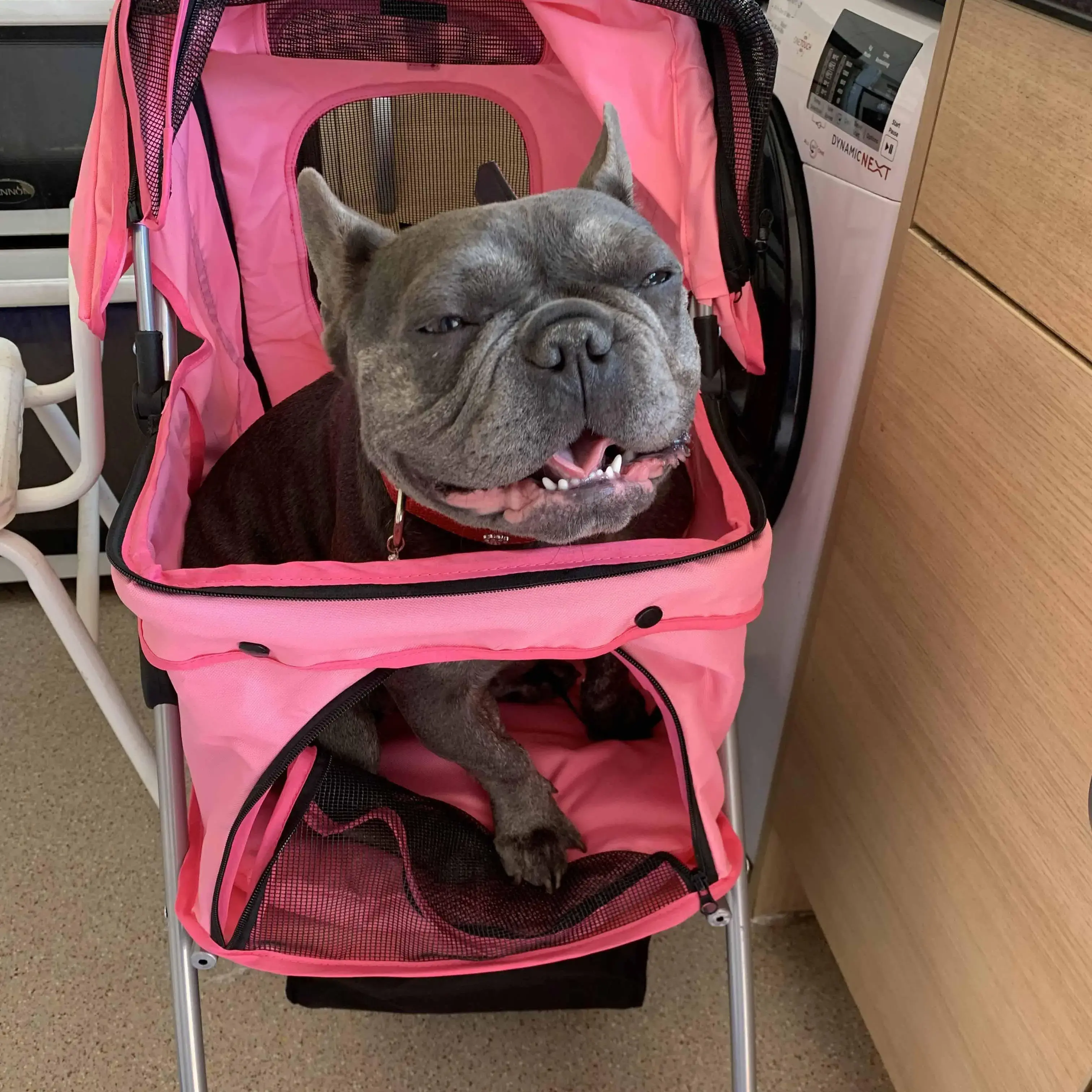 French Bulldog