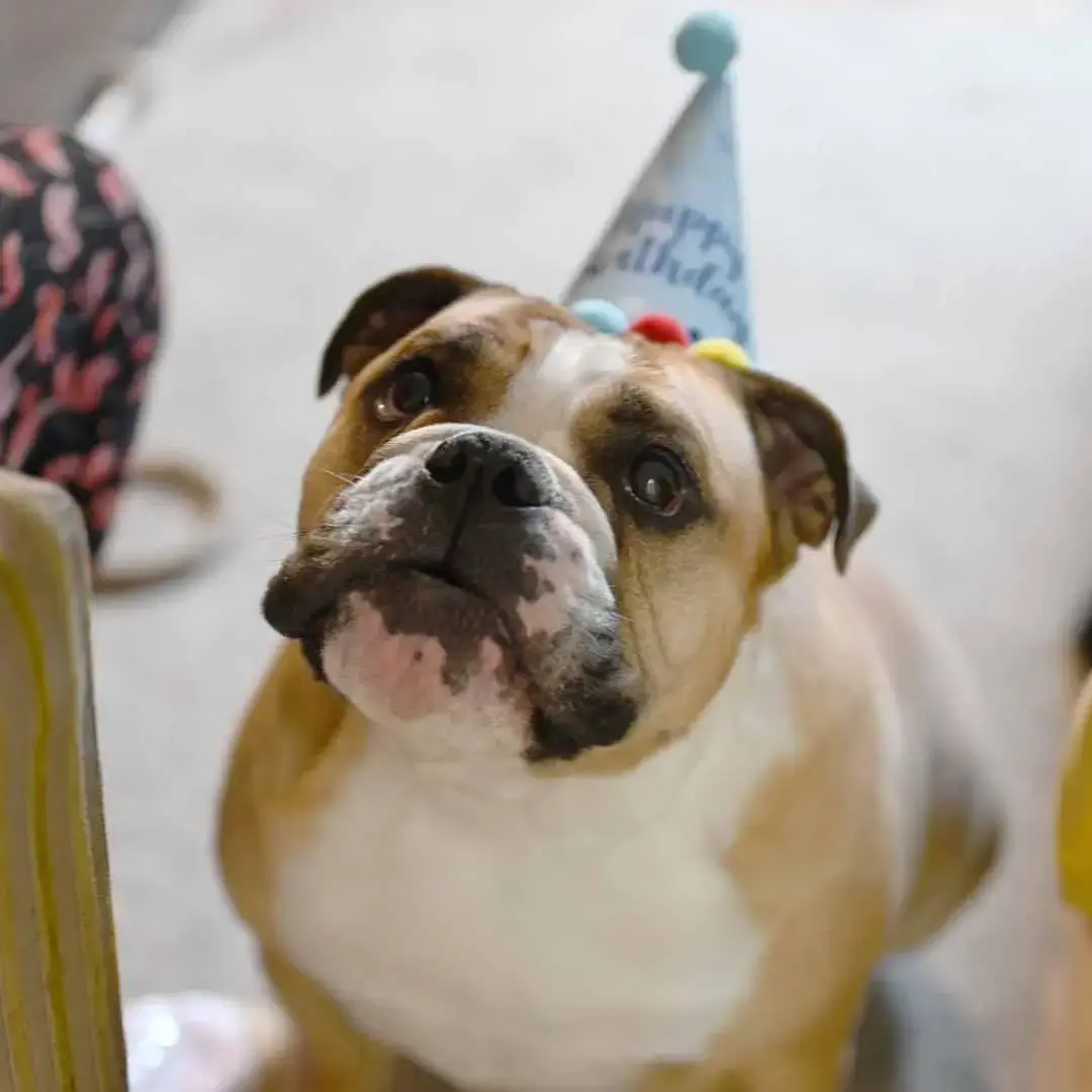 Bulldog