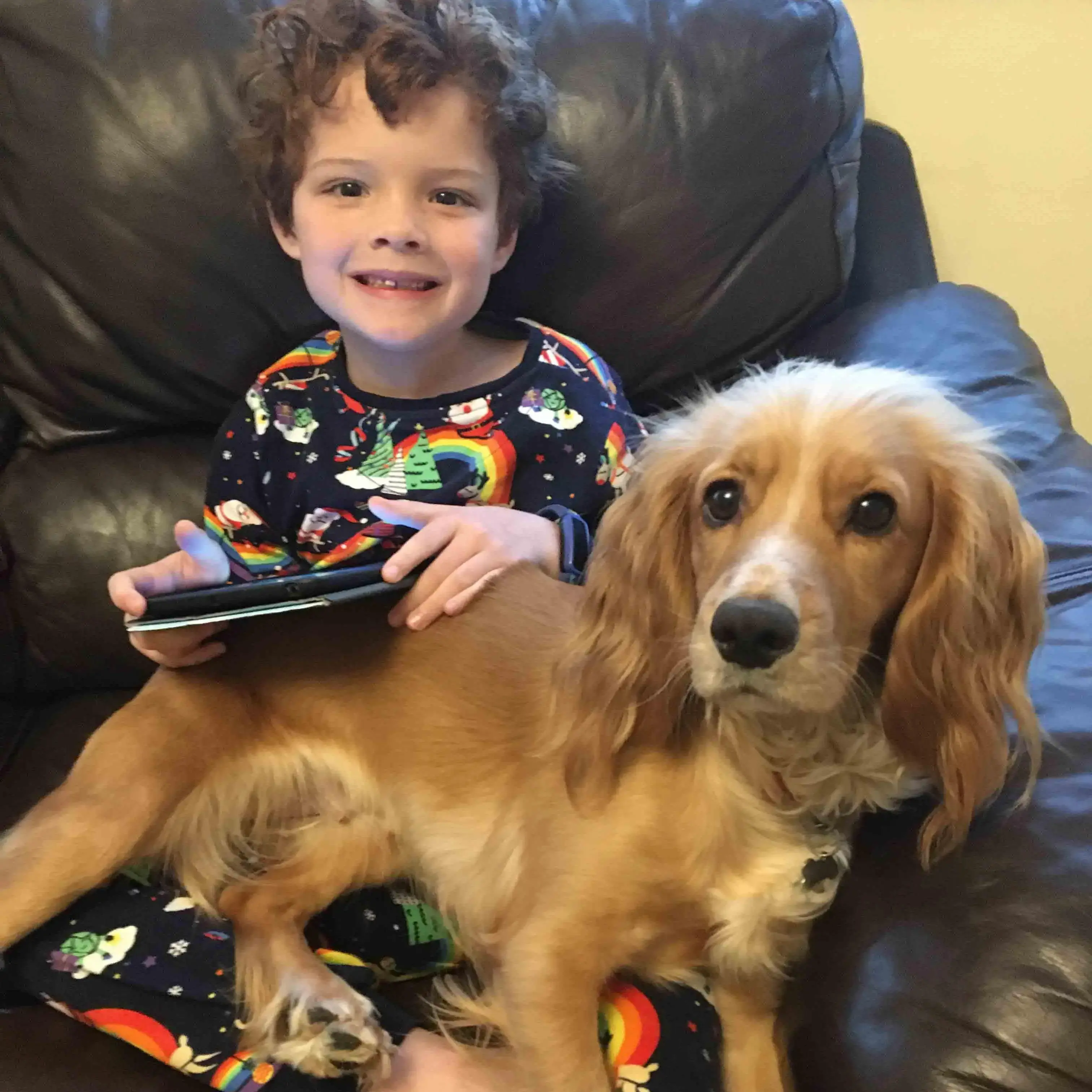 Cocker Spaniel (English)