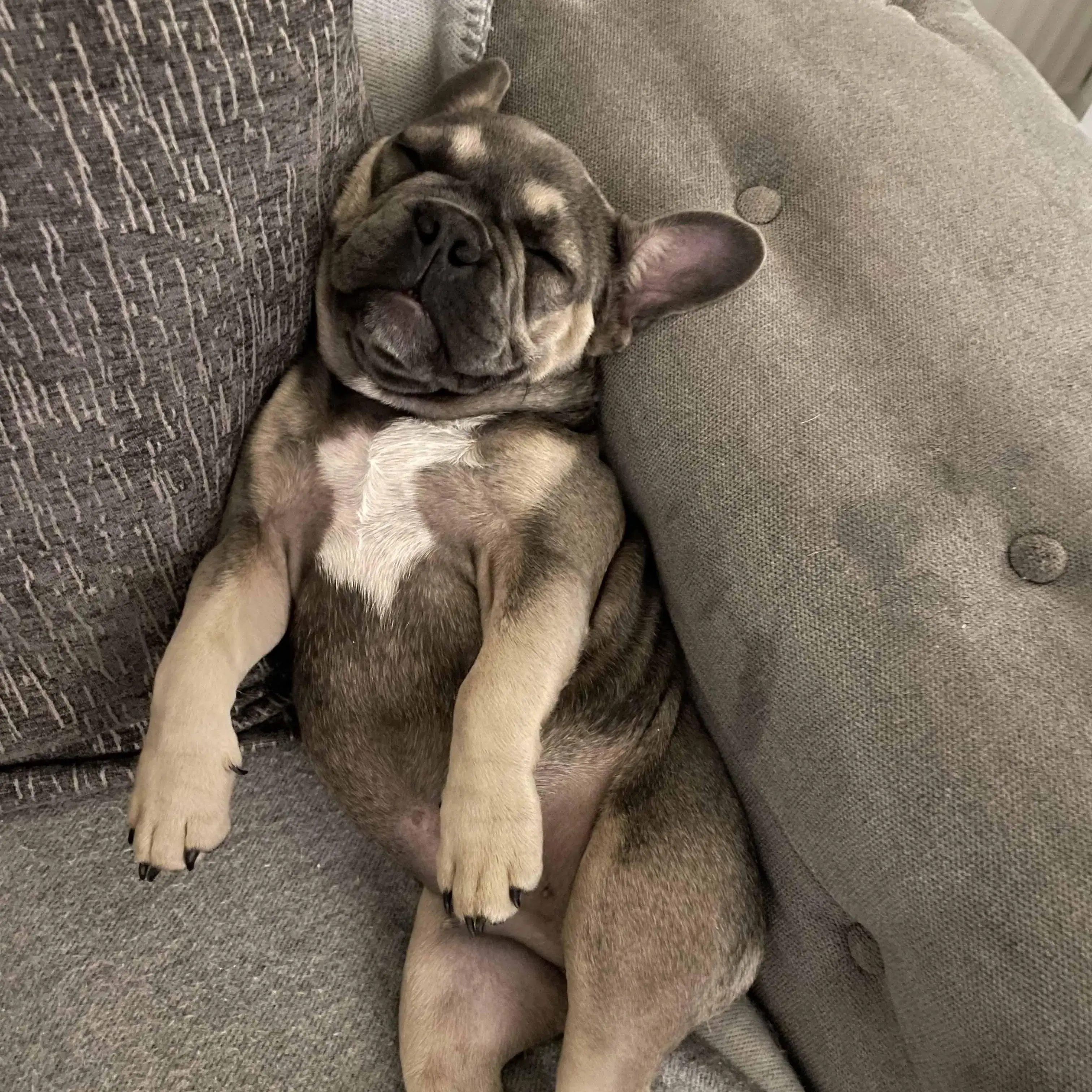 French Bulldog