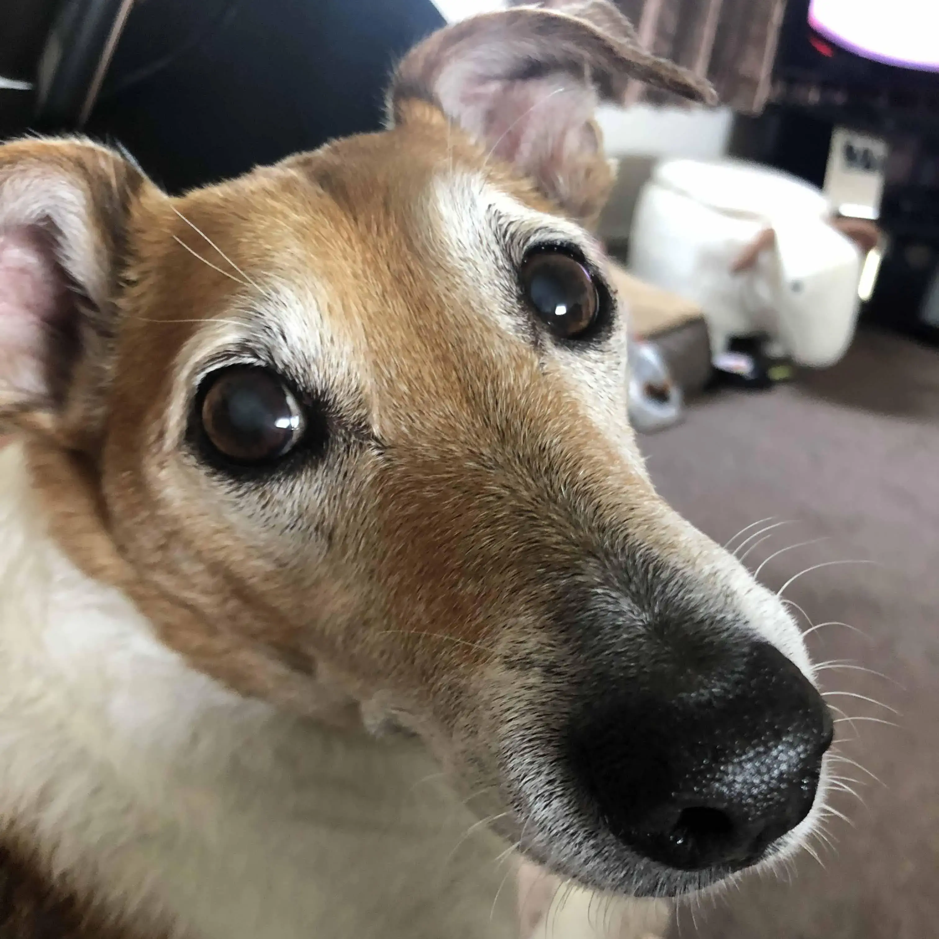 Jack Russell Terrier