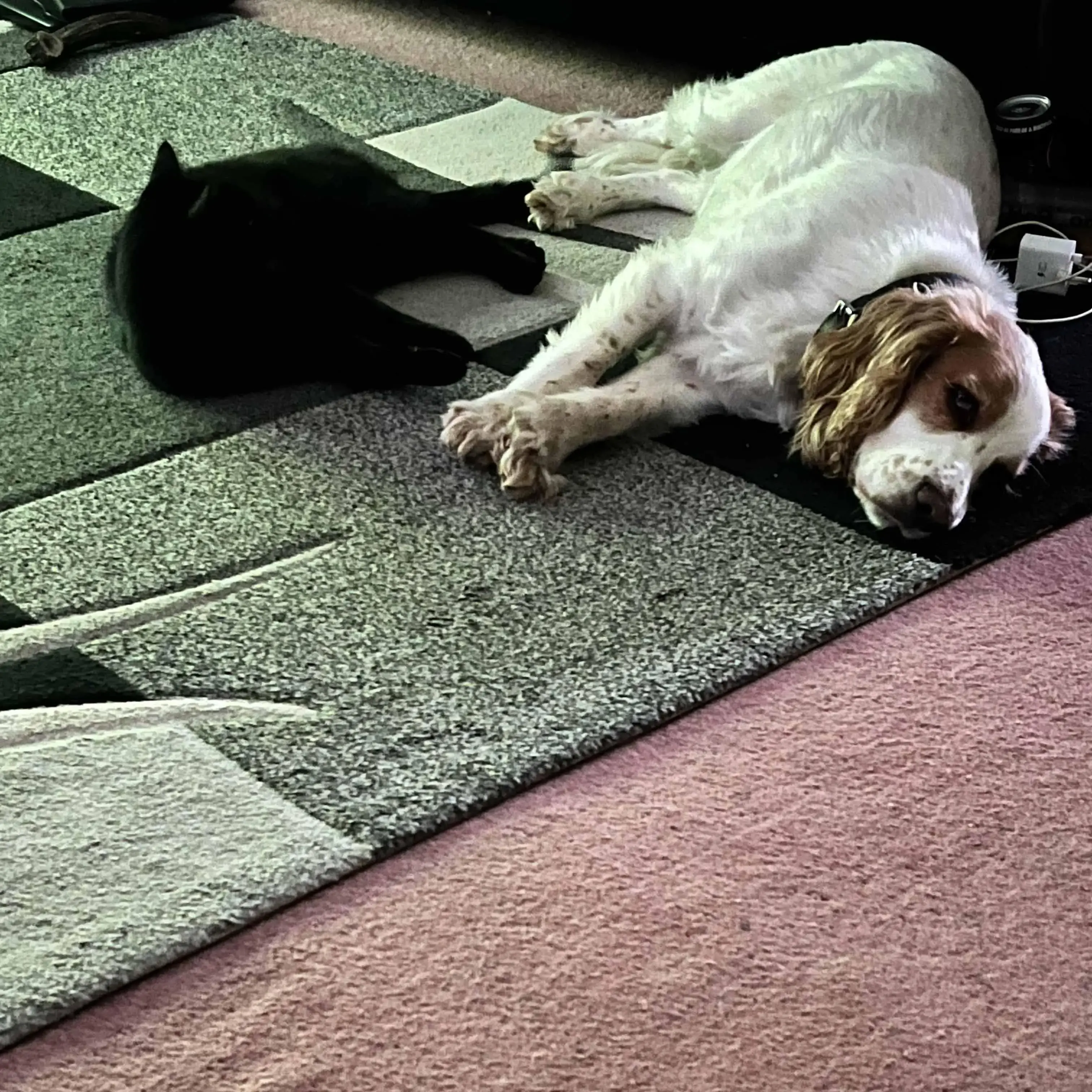 Cocker Spaniel (English)