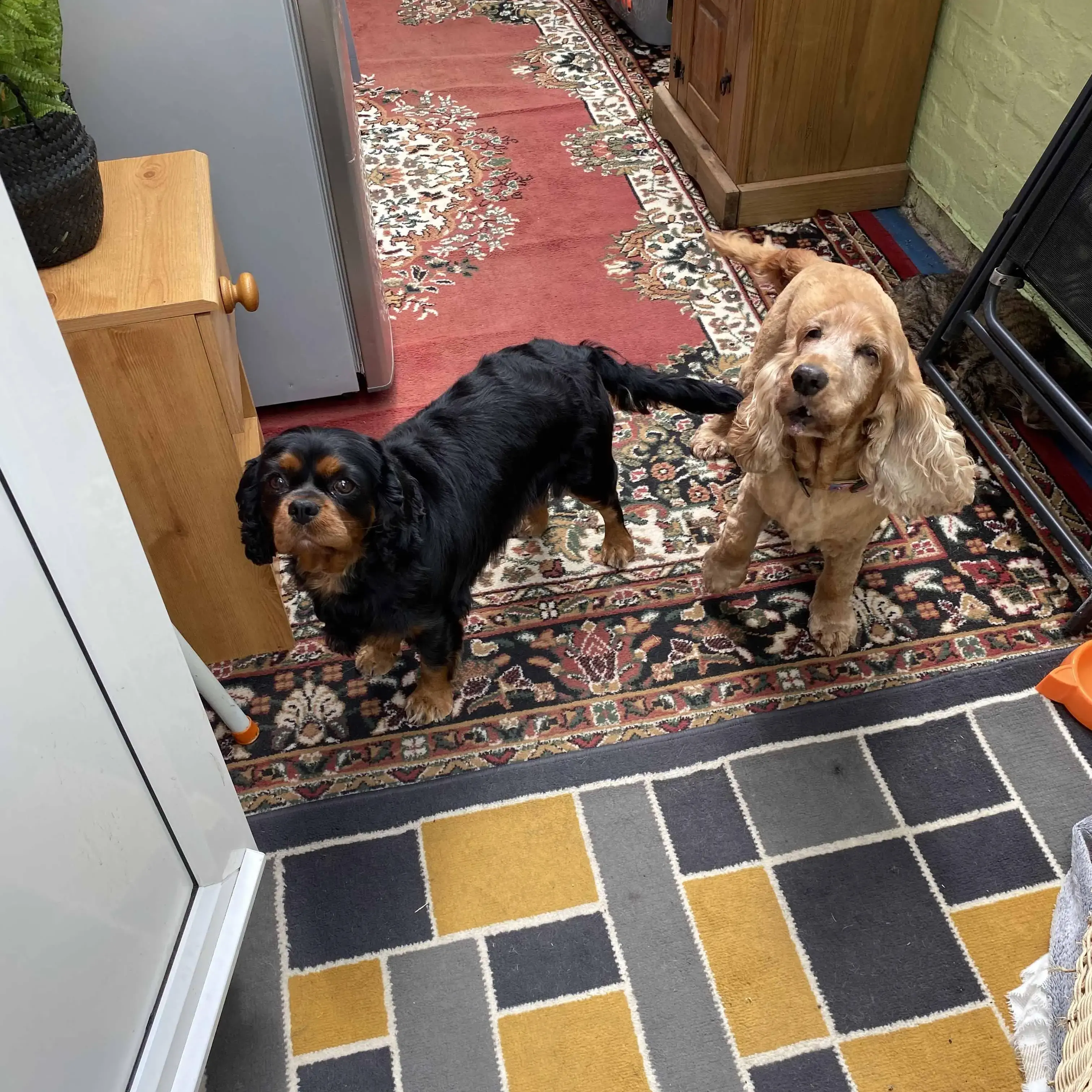 King Charles Spaniel