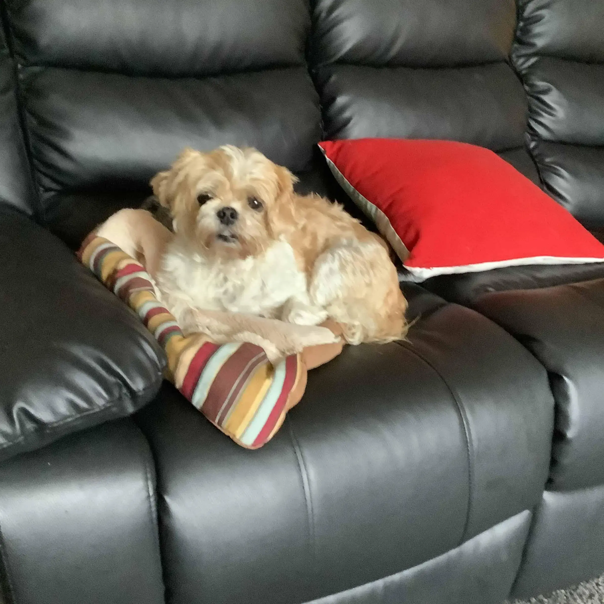 Shih Tzu