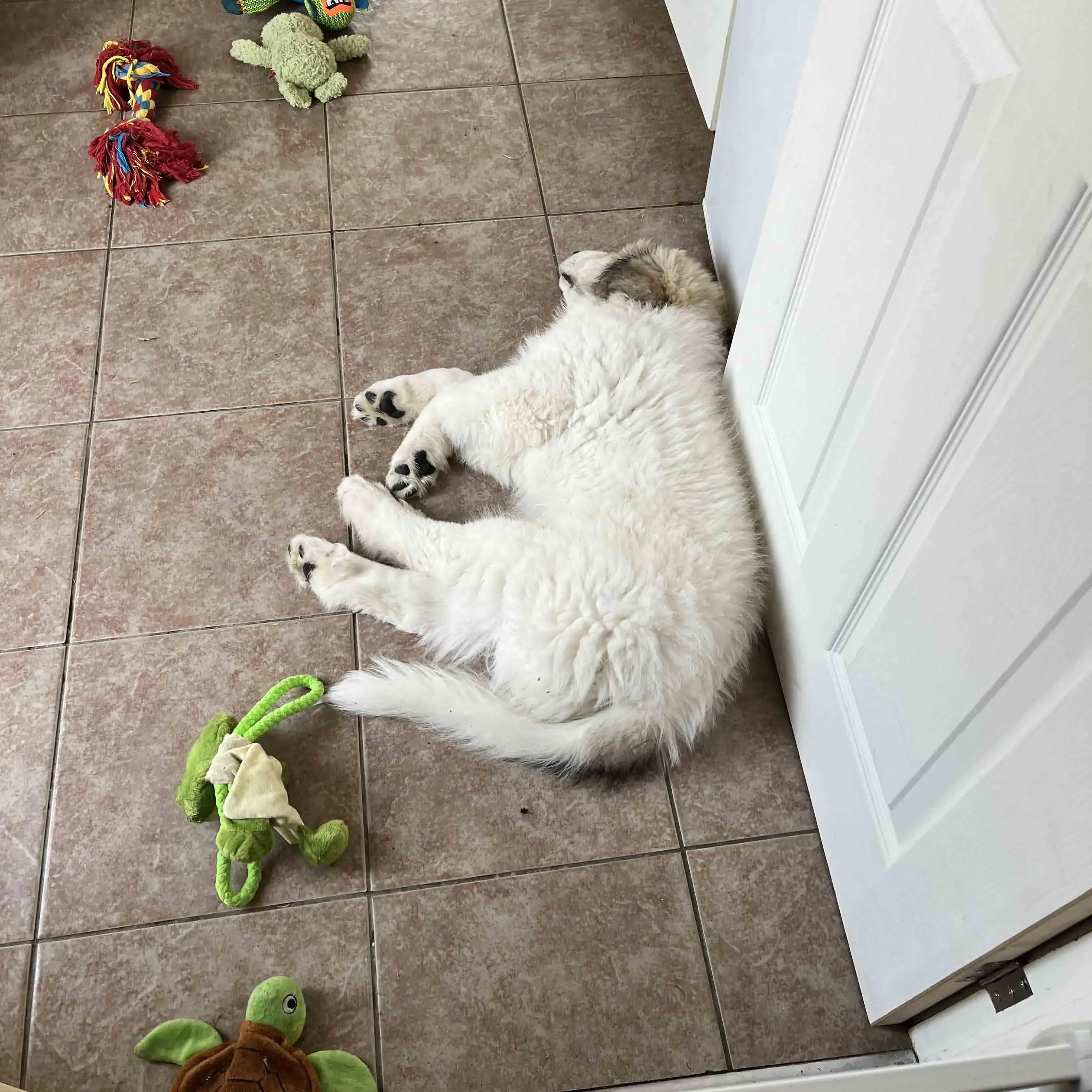 Pyrenean Mountain Dog