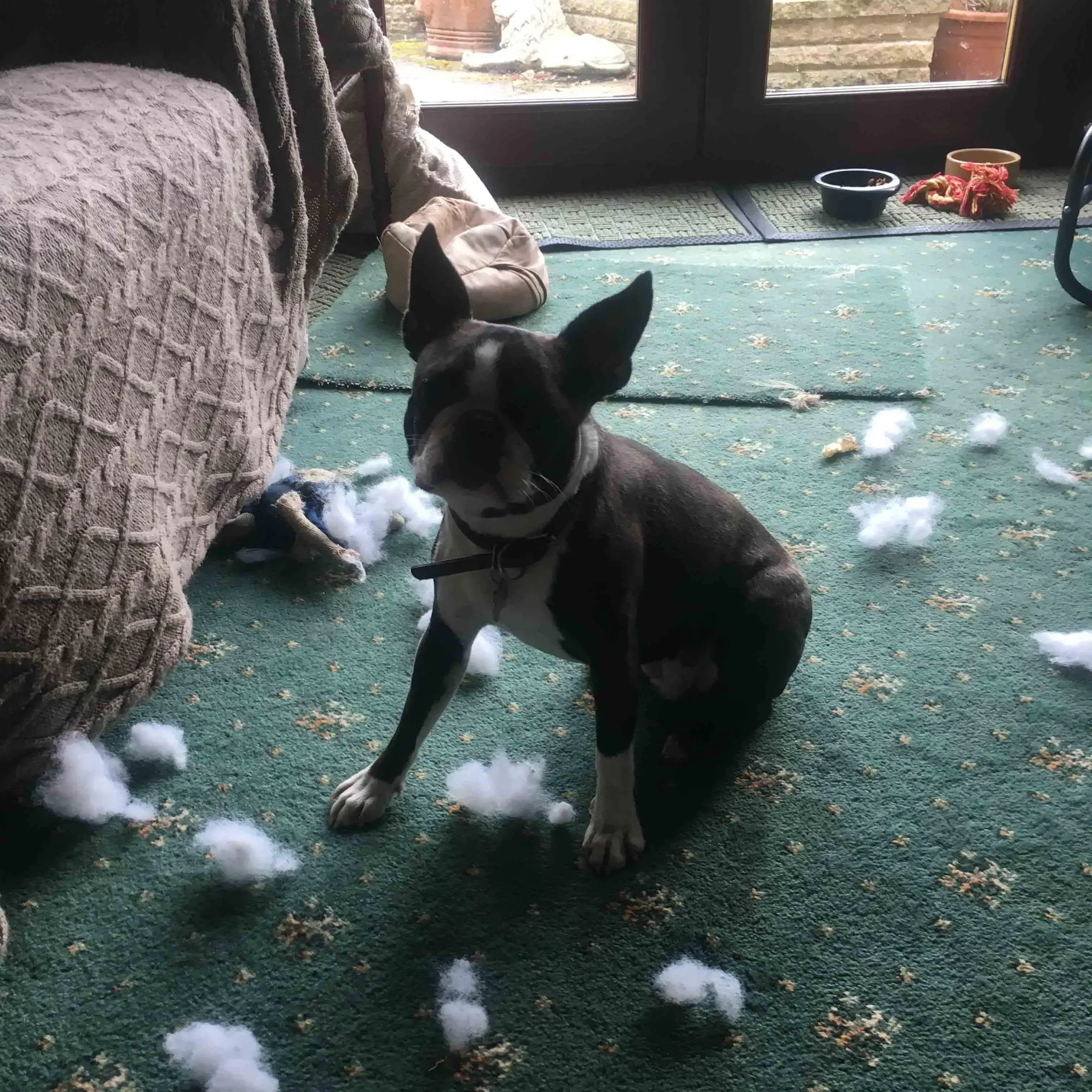Boston Terrier