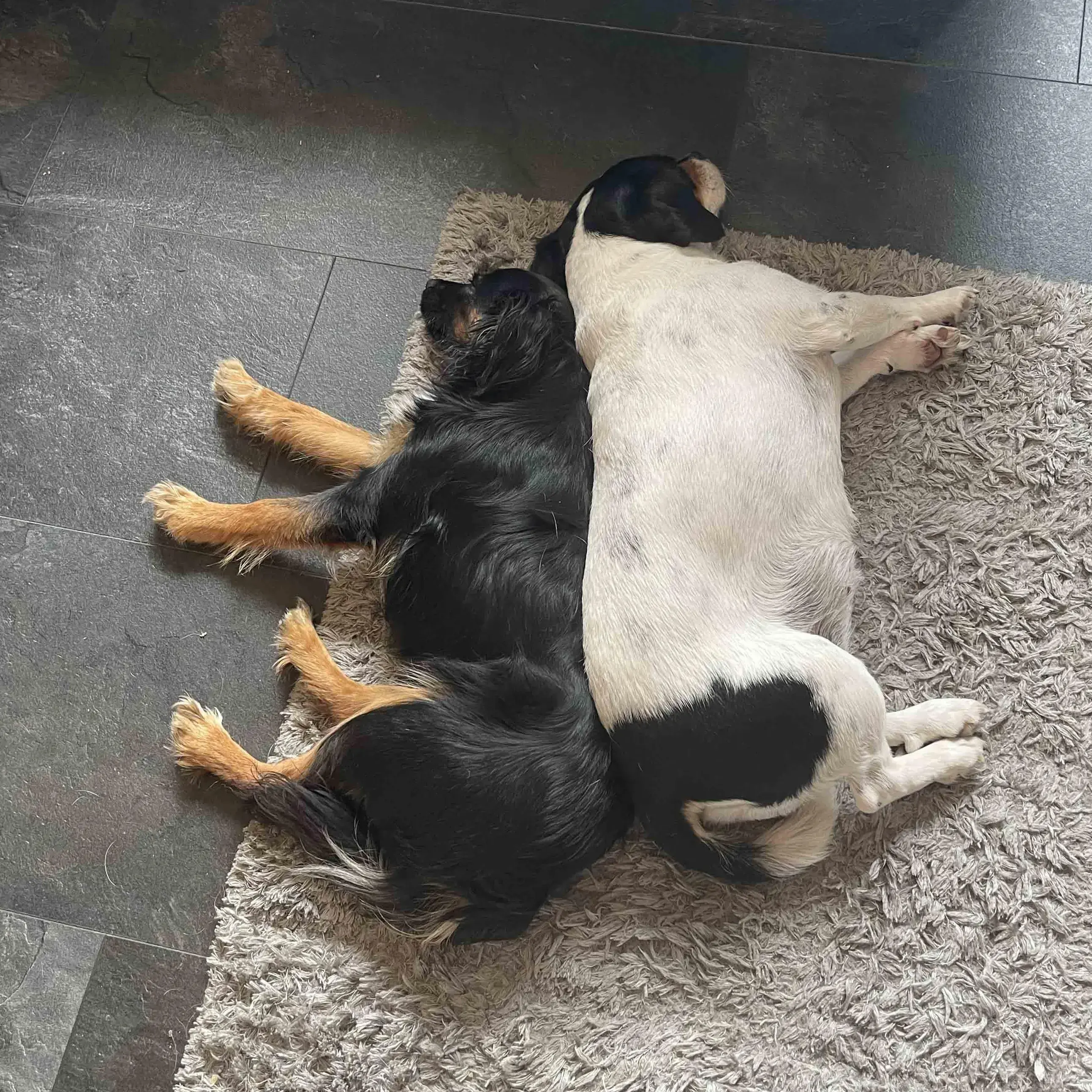 King Charles Spaniel