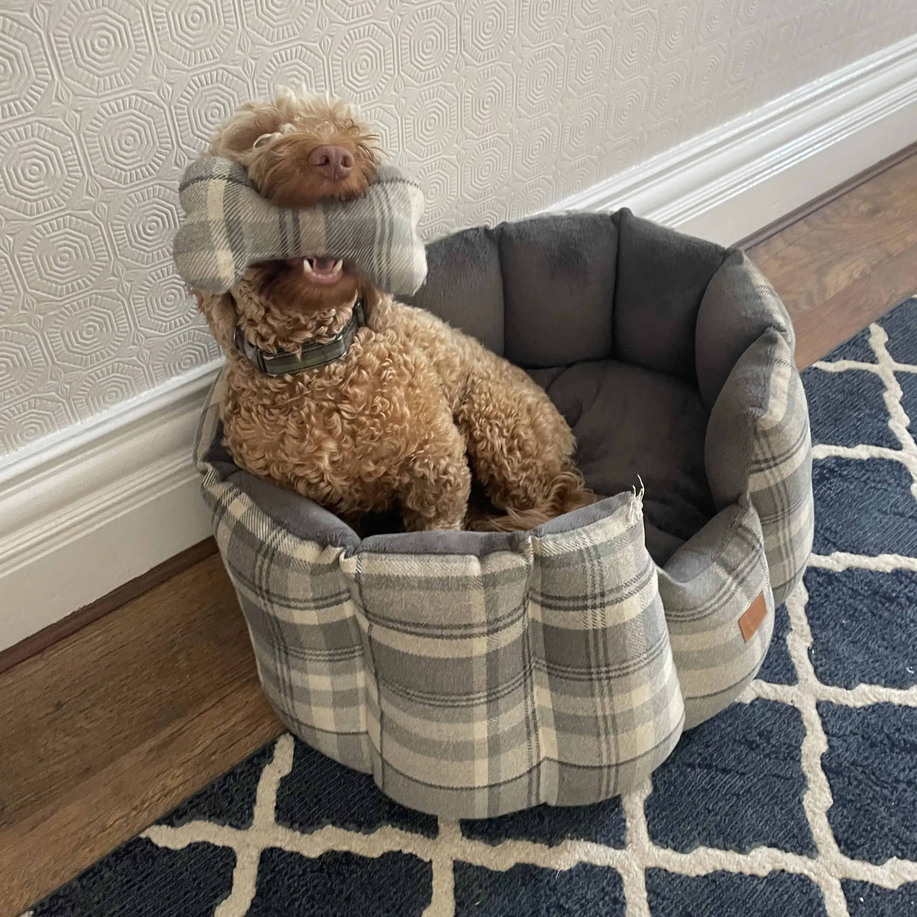 Cockapoo