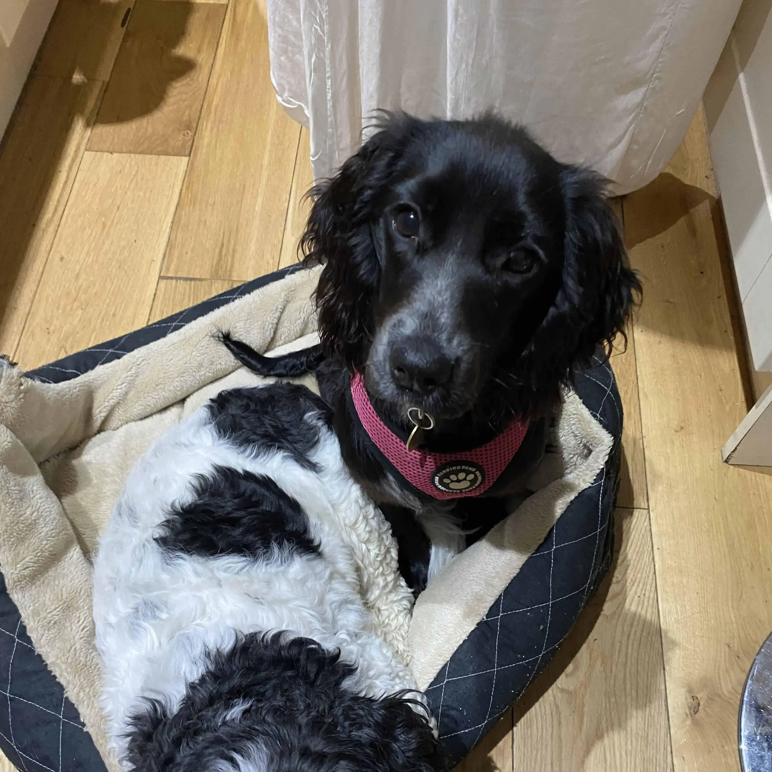 Cocker Spaniel (English)