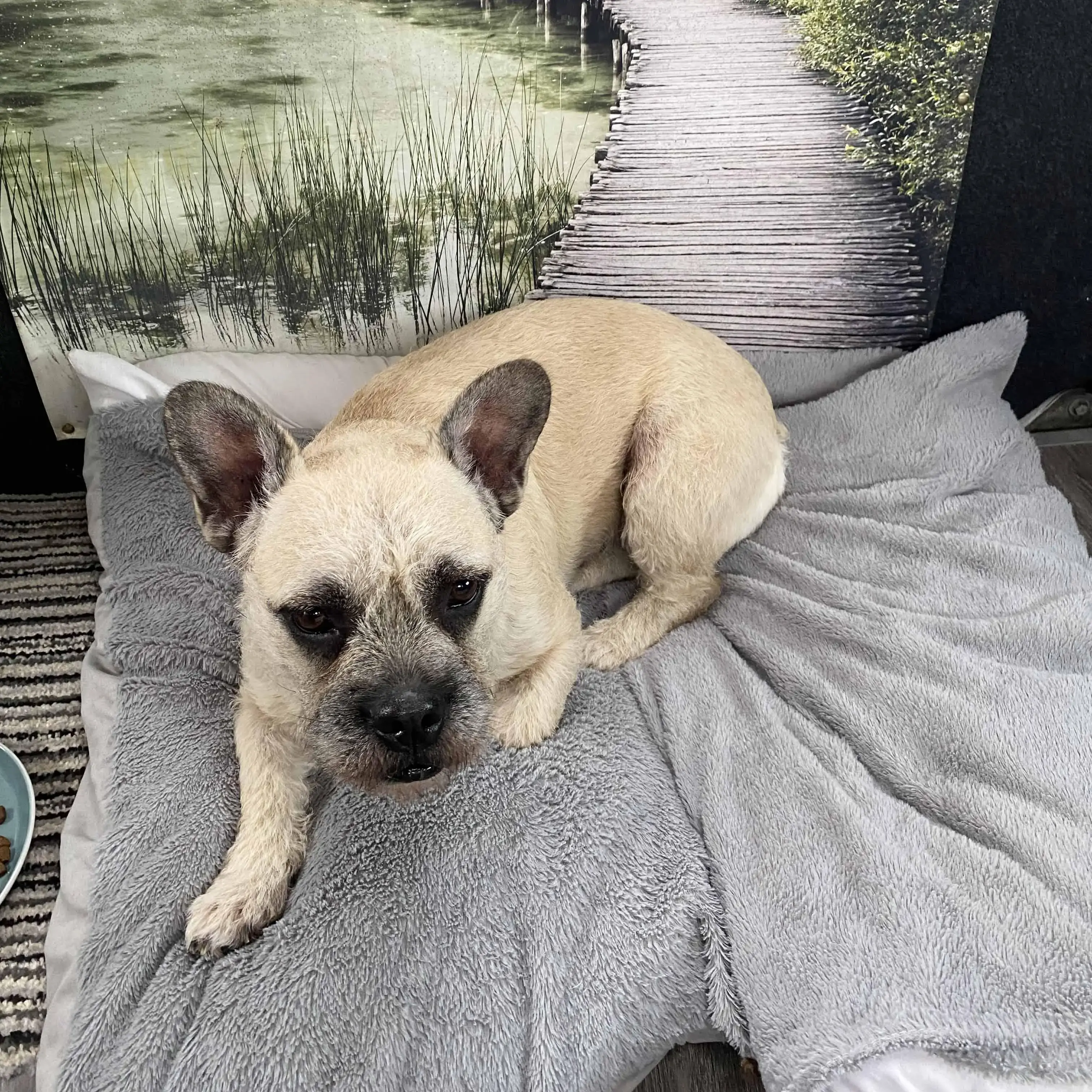 French Bulldog