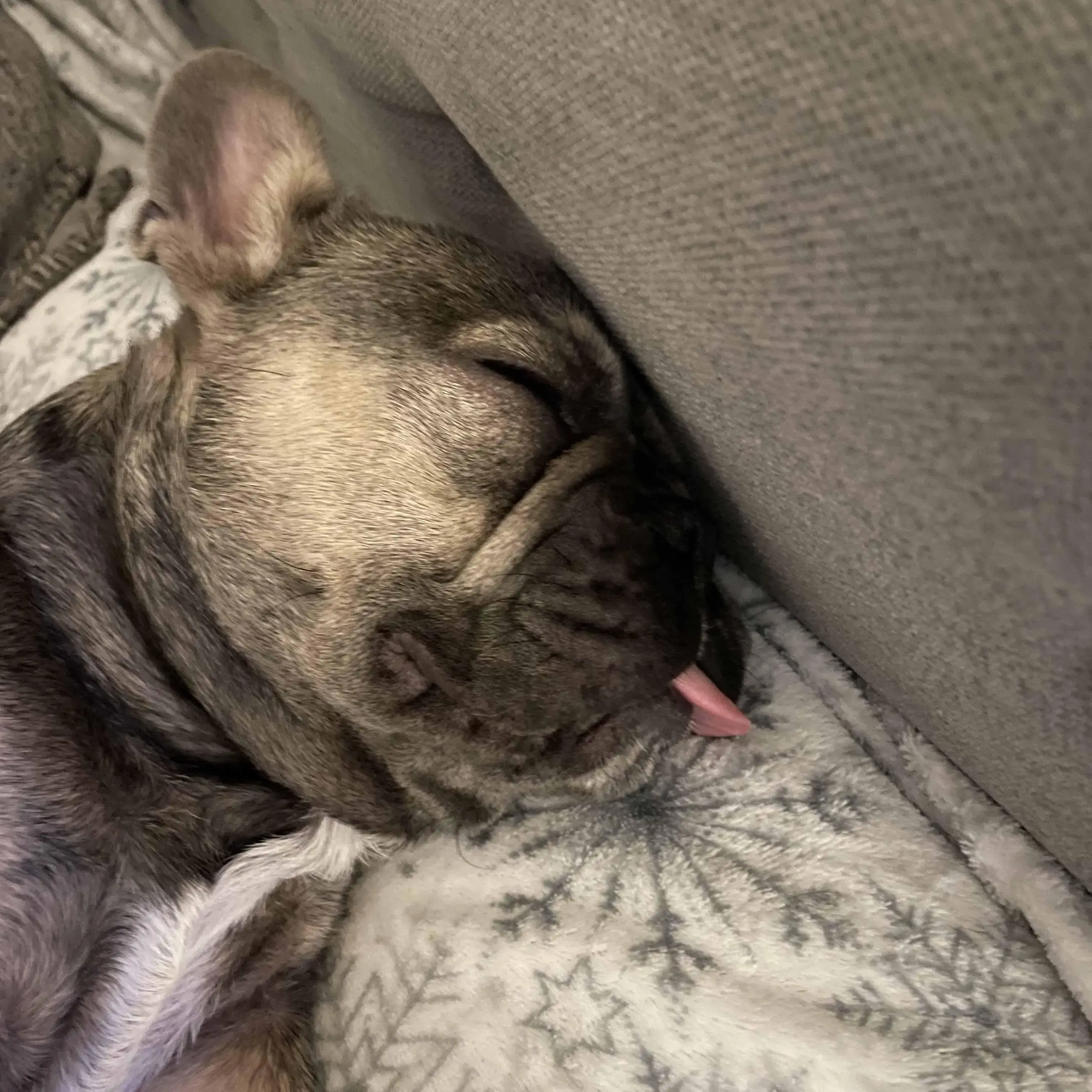 French Bulldog