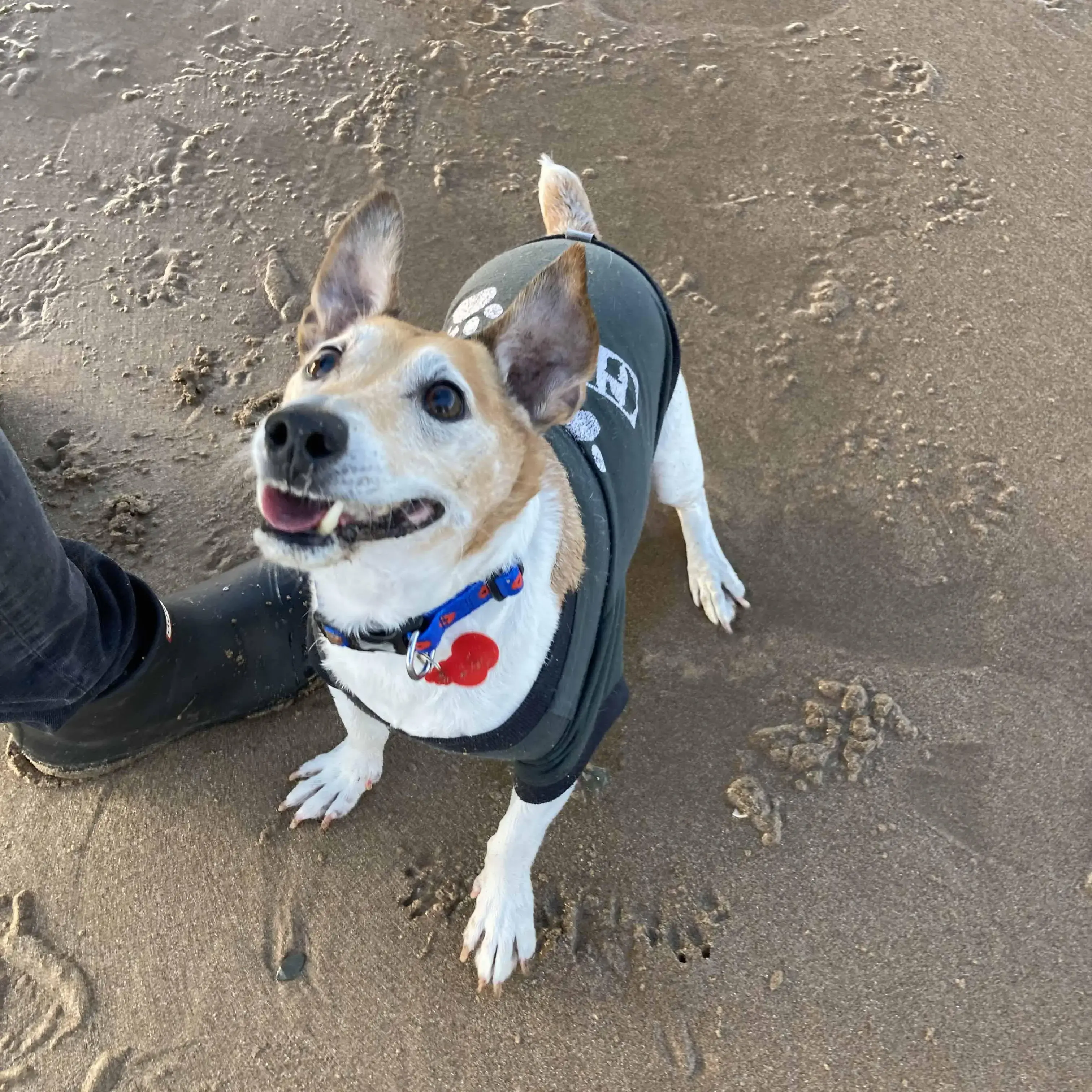 Jack Russell Terrier