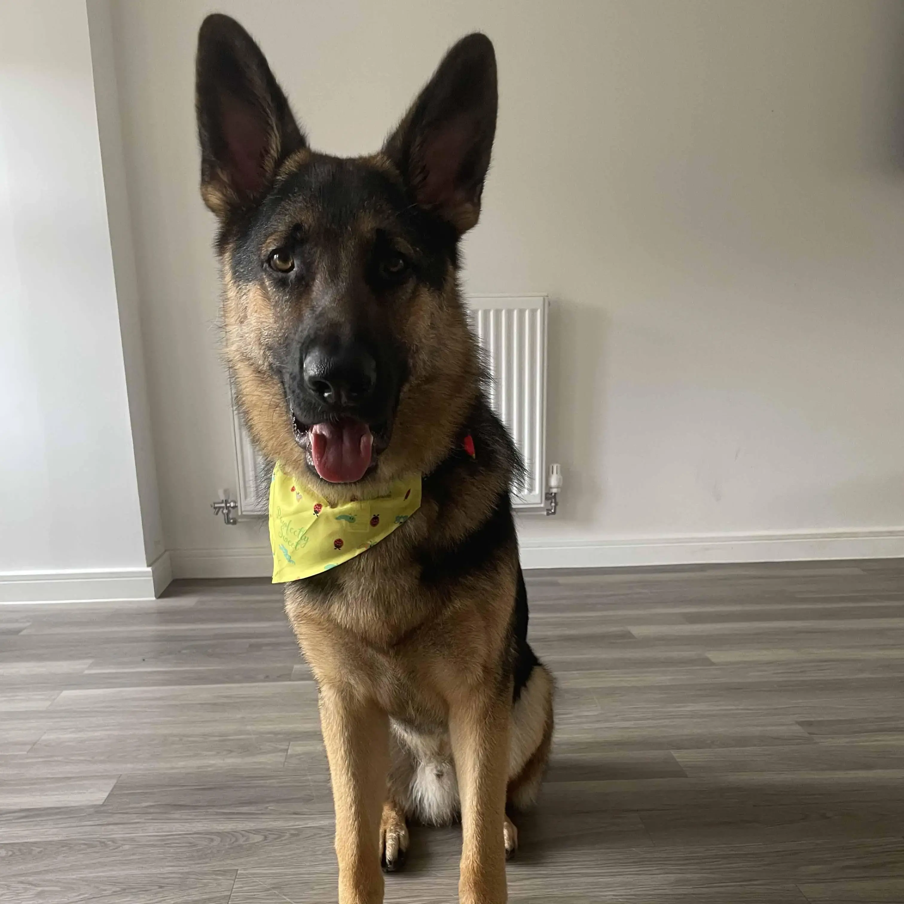 German Shepherd Dog