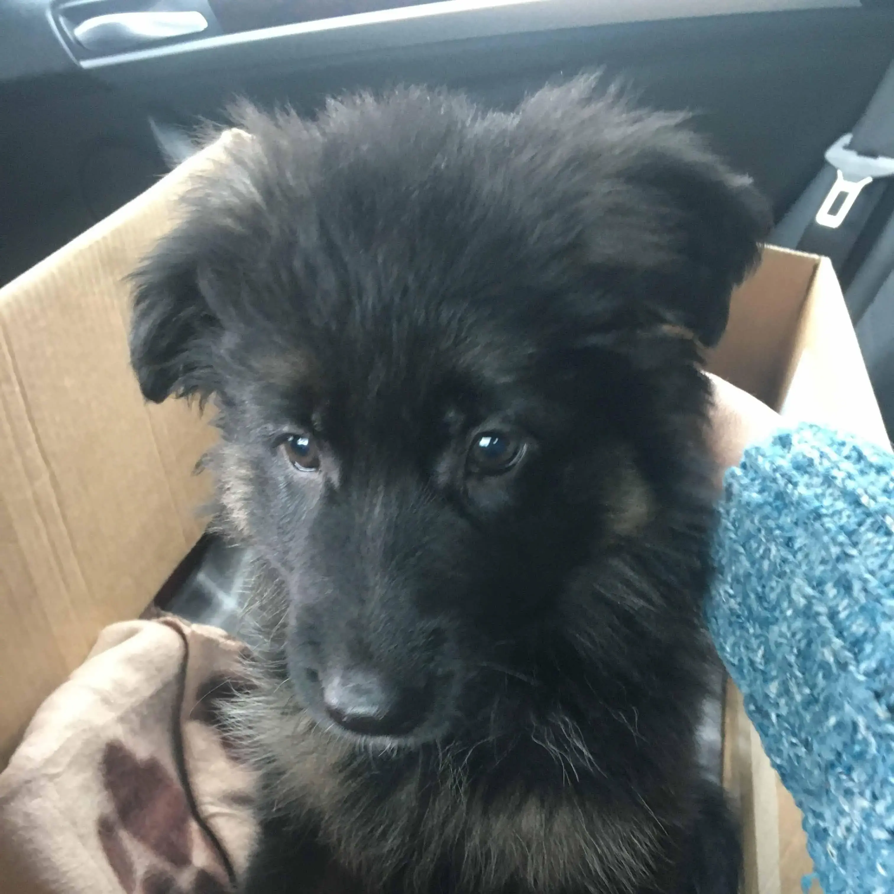 German Shepherd Dog