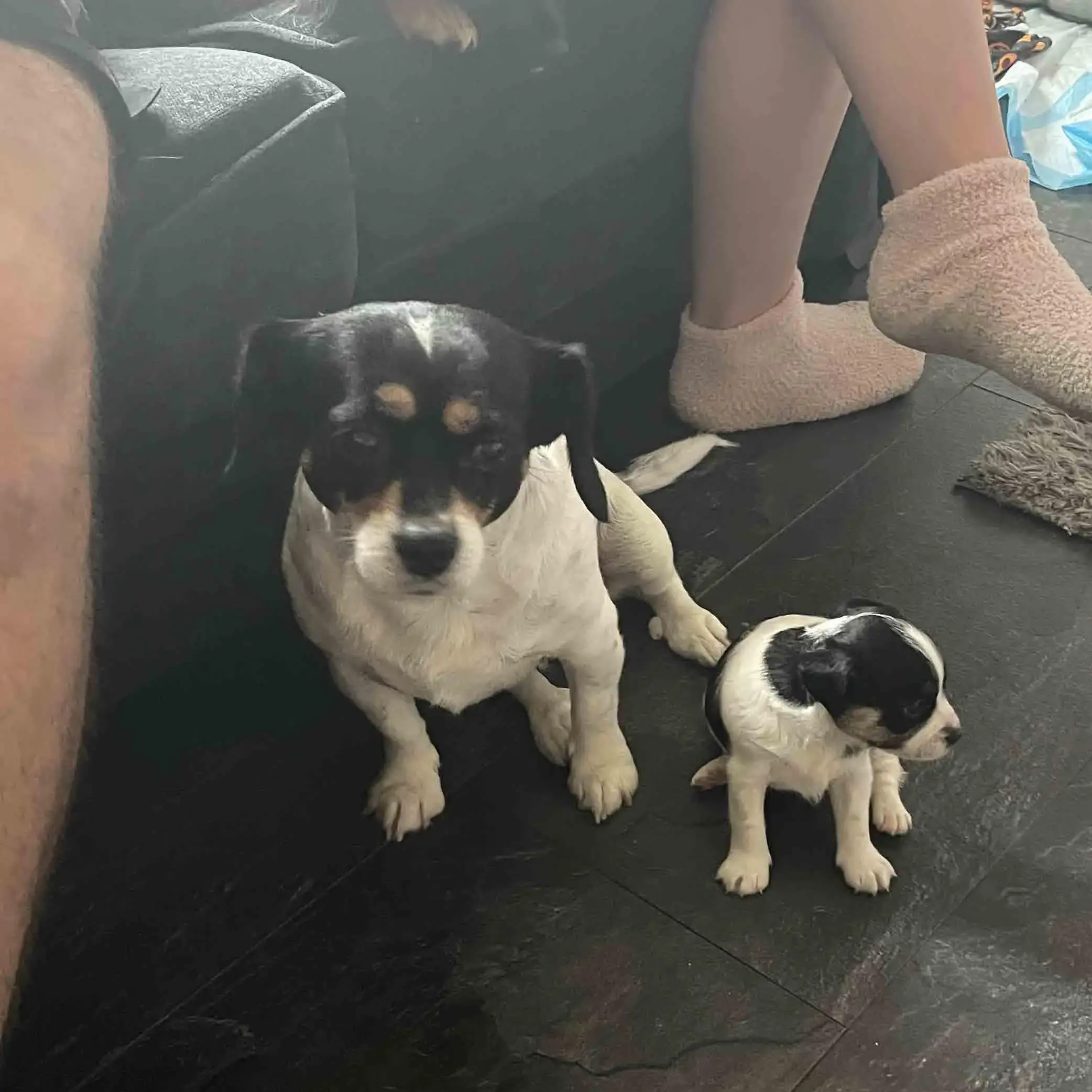 King Charles Spaniel