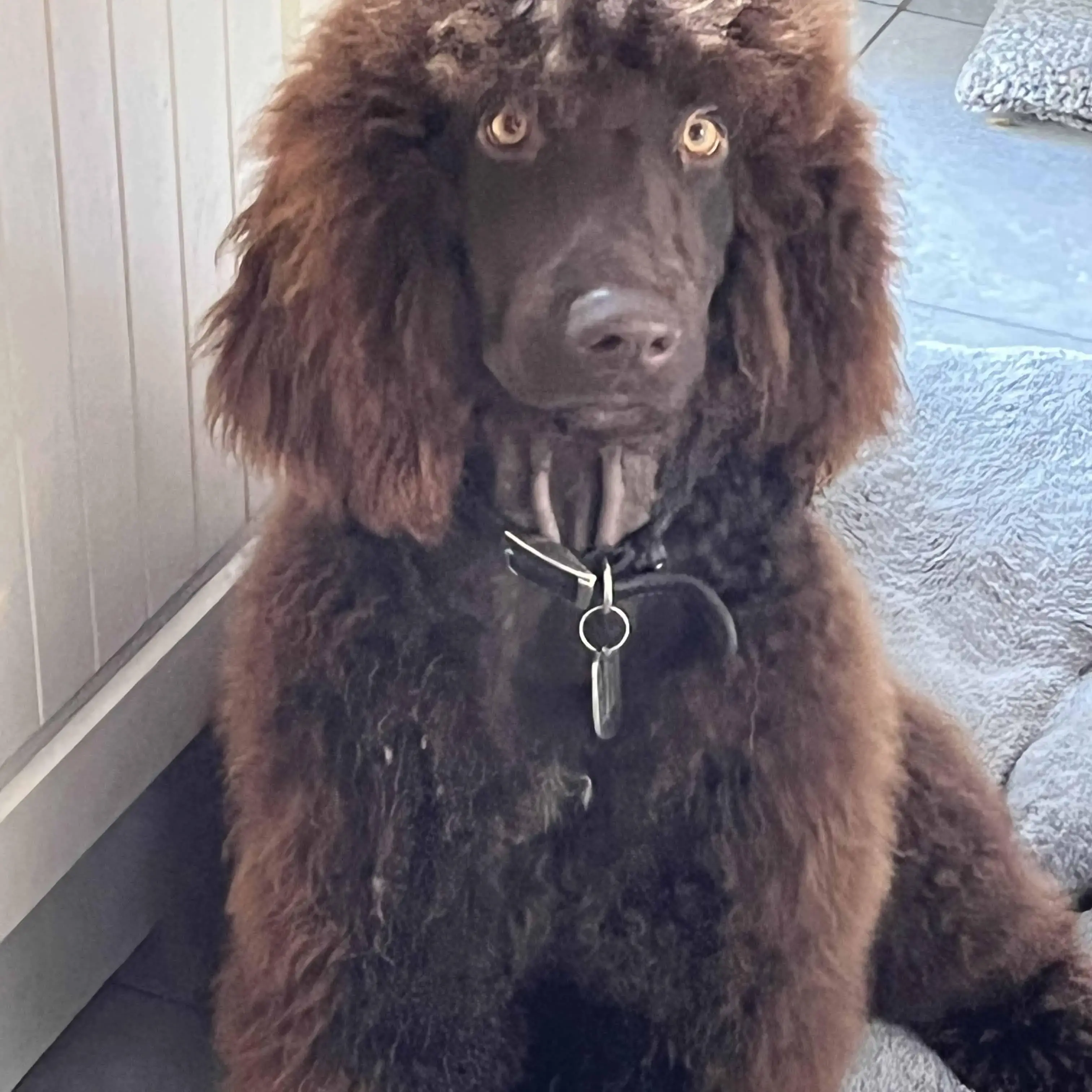 Irish Water Spaniel