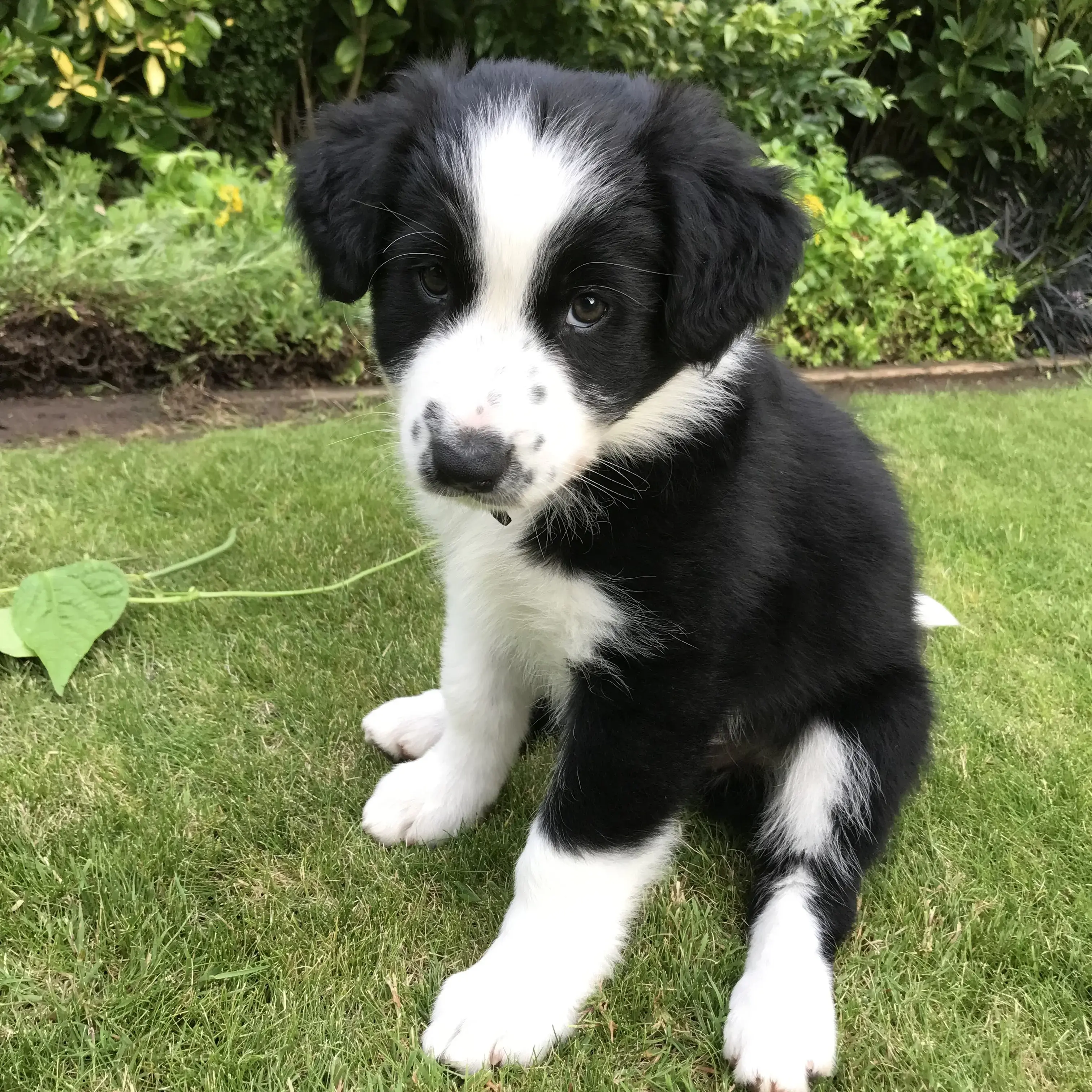 Border Collie