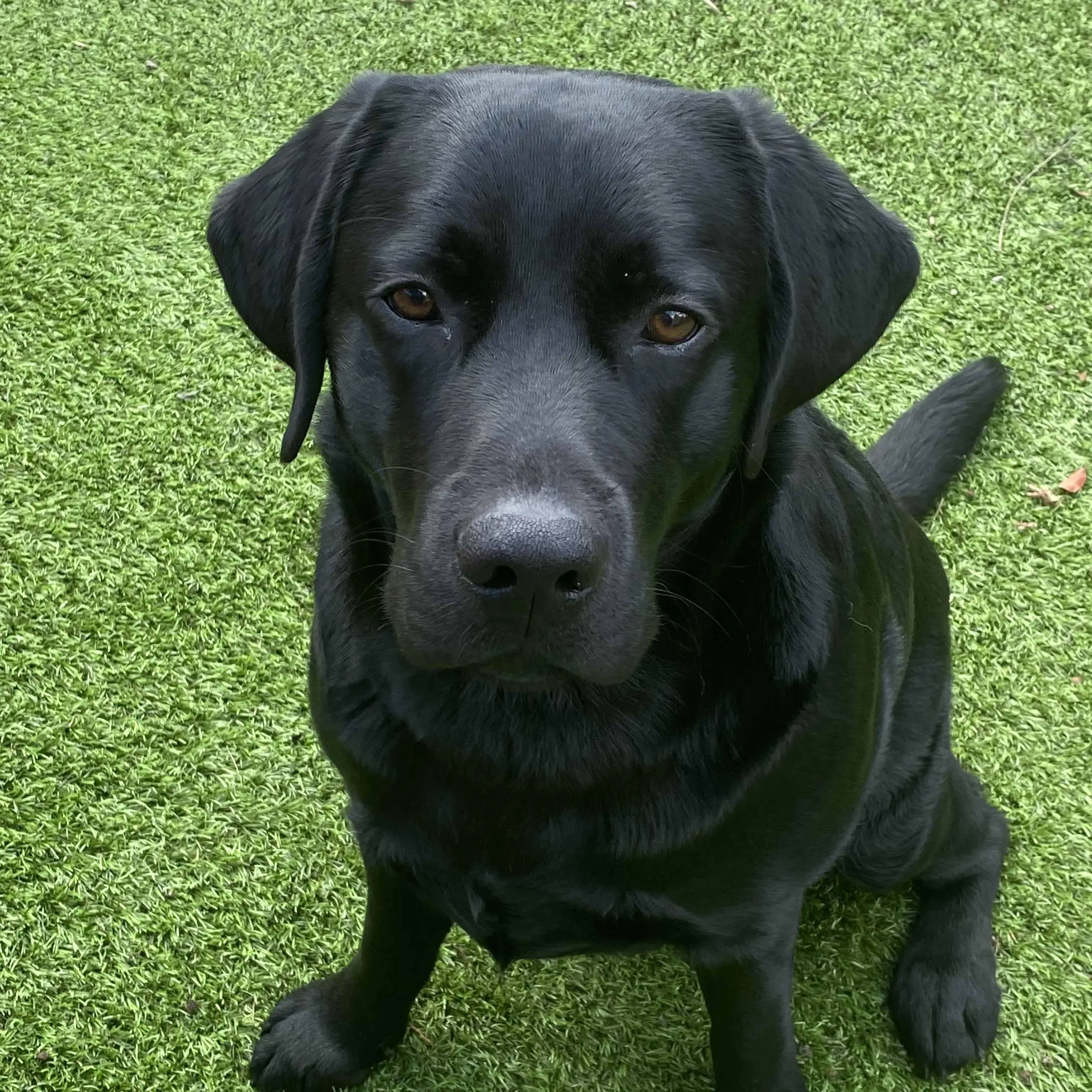 Labrador Retriever