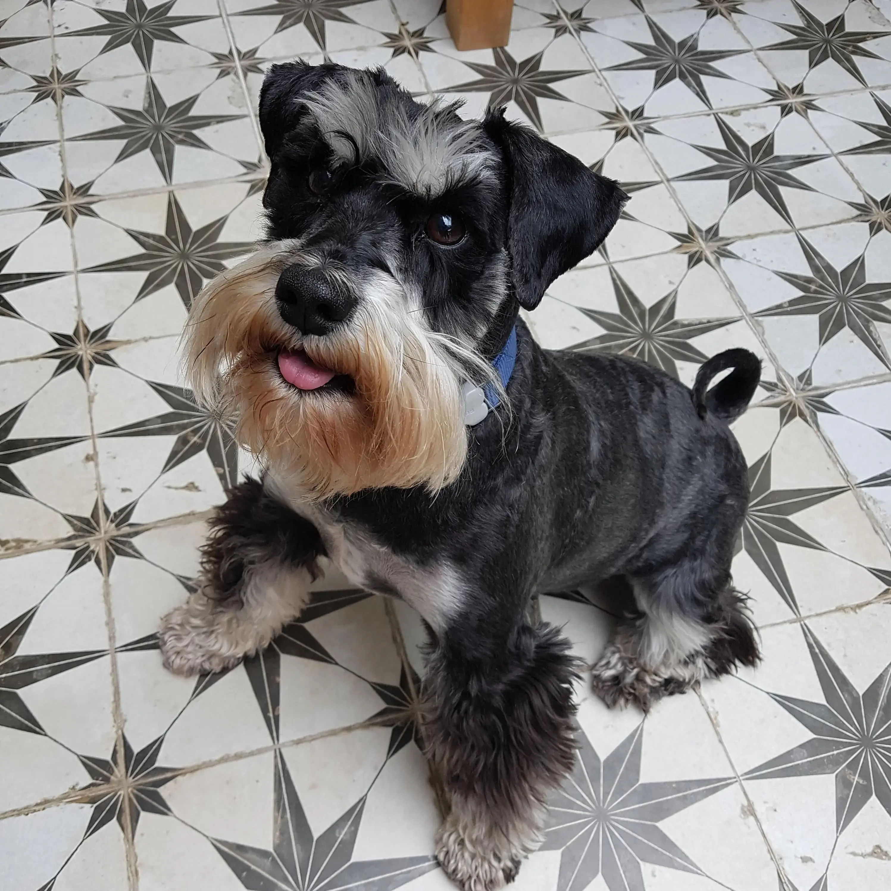 Schnauzer (Miniature)
