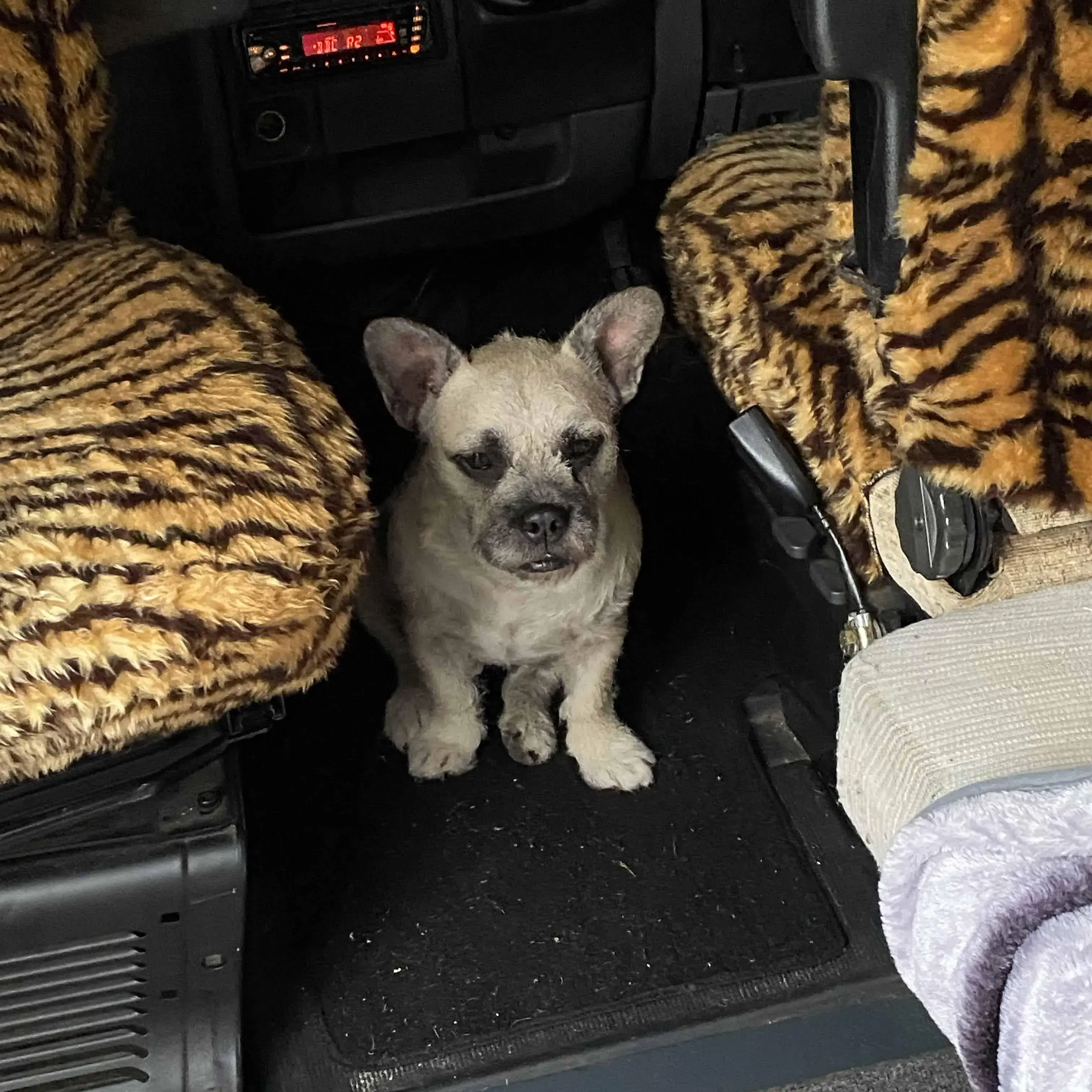 French Bulldog