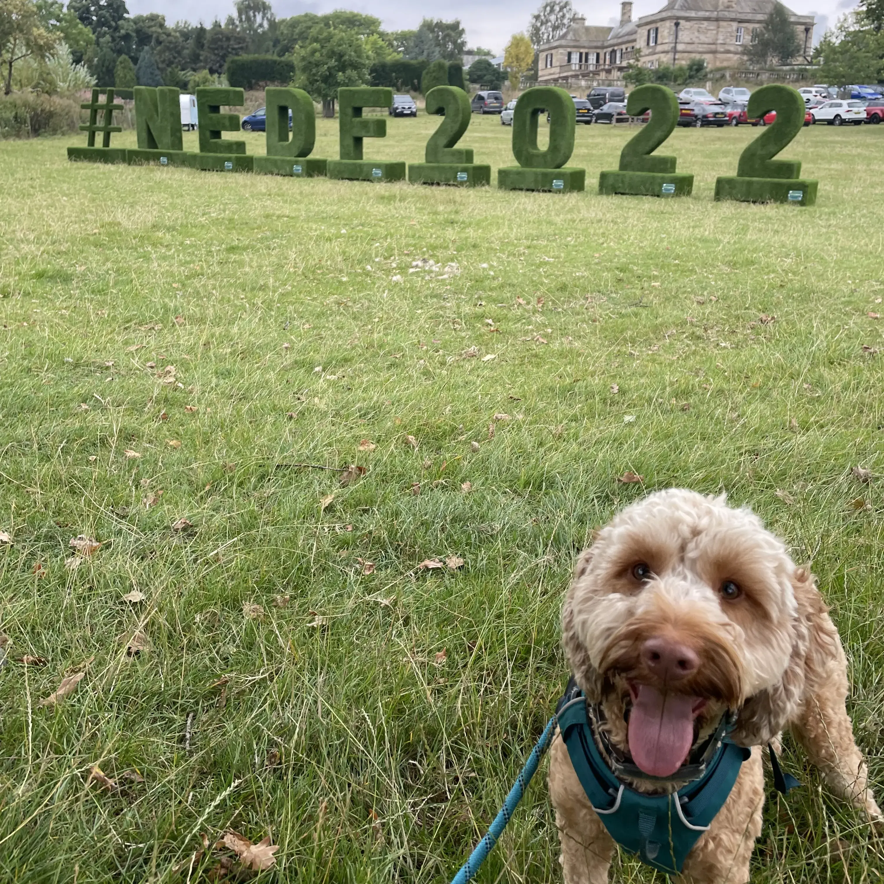 Cockapoo