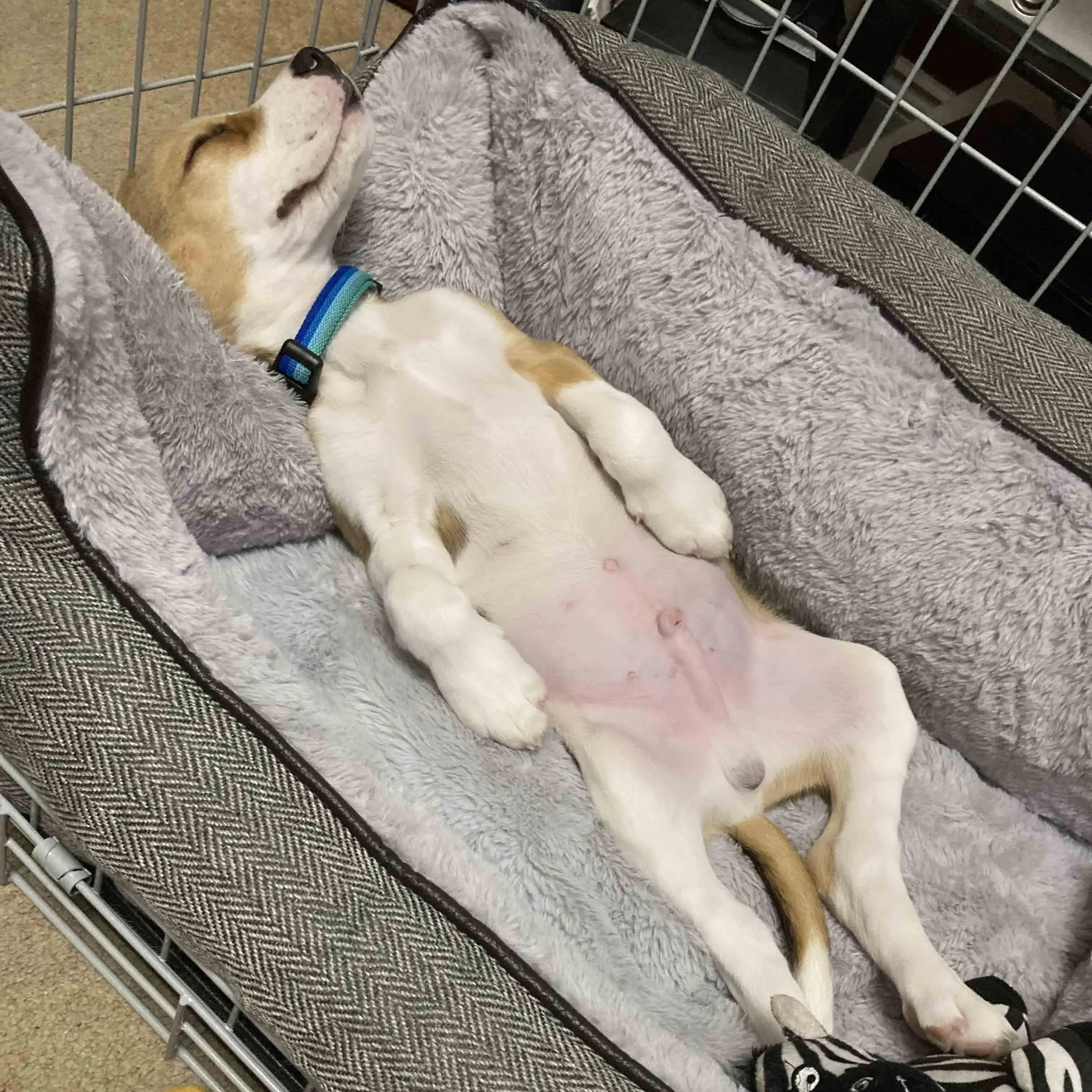 Beagle