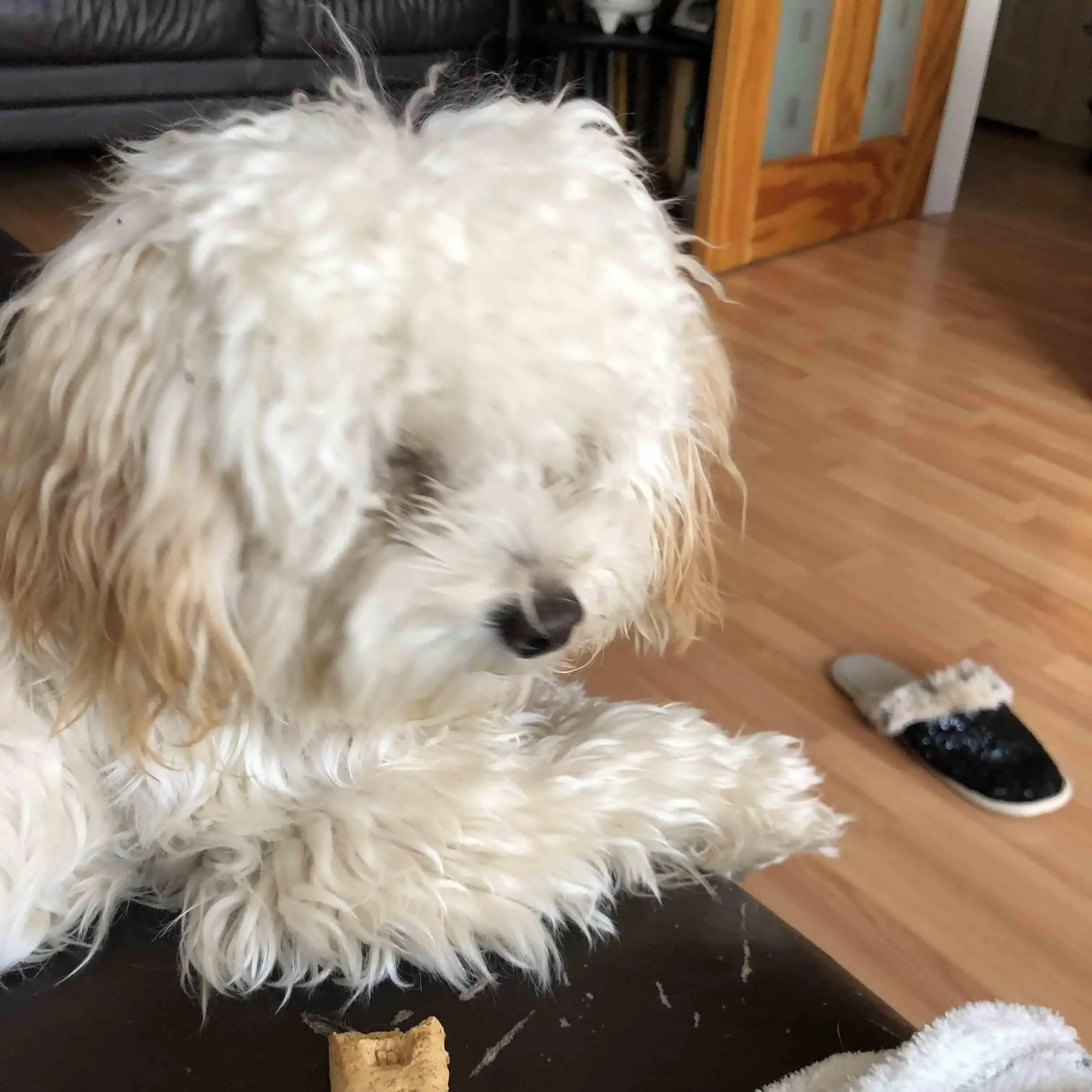 Poodle (toy)