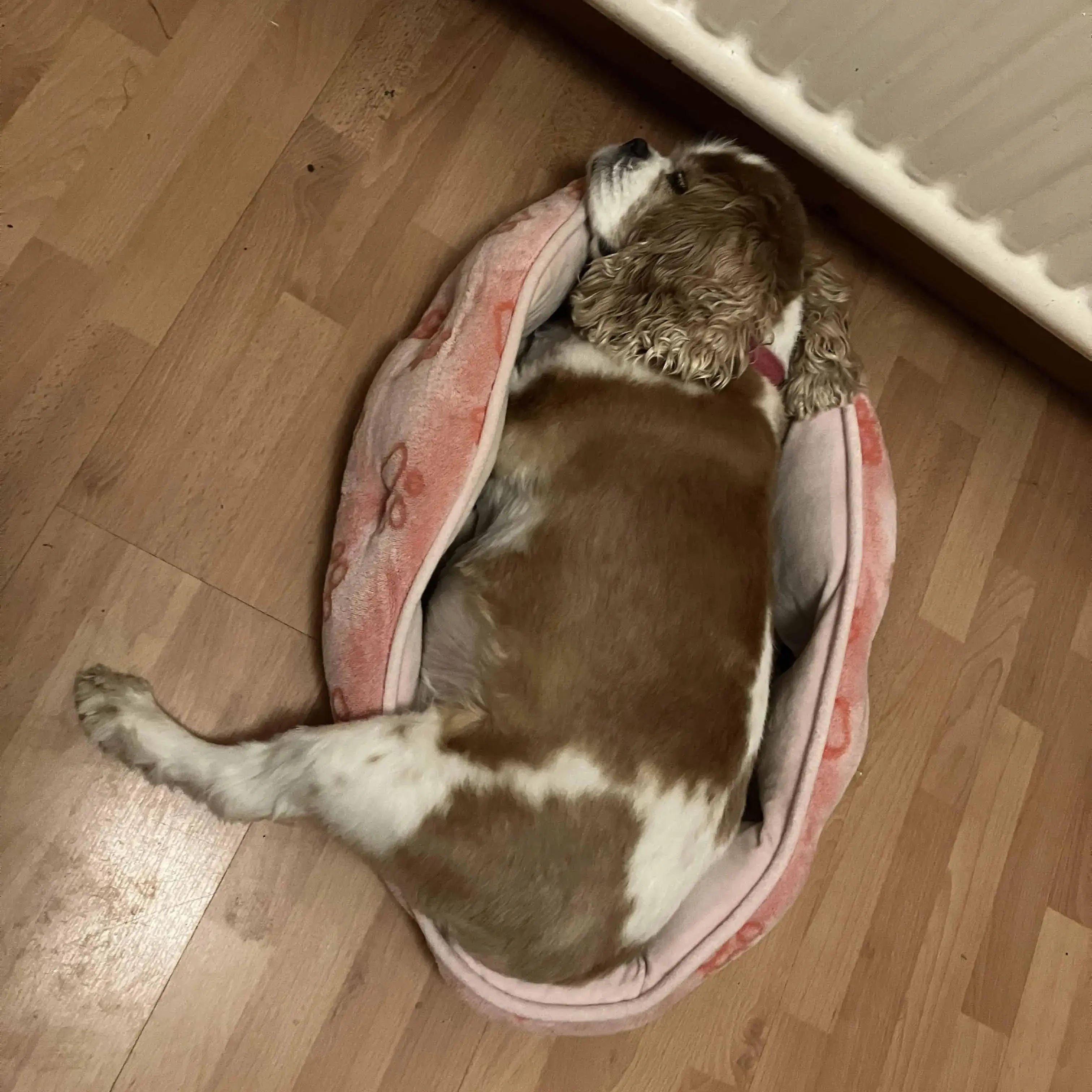 King Charles Spaniel