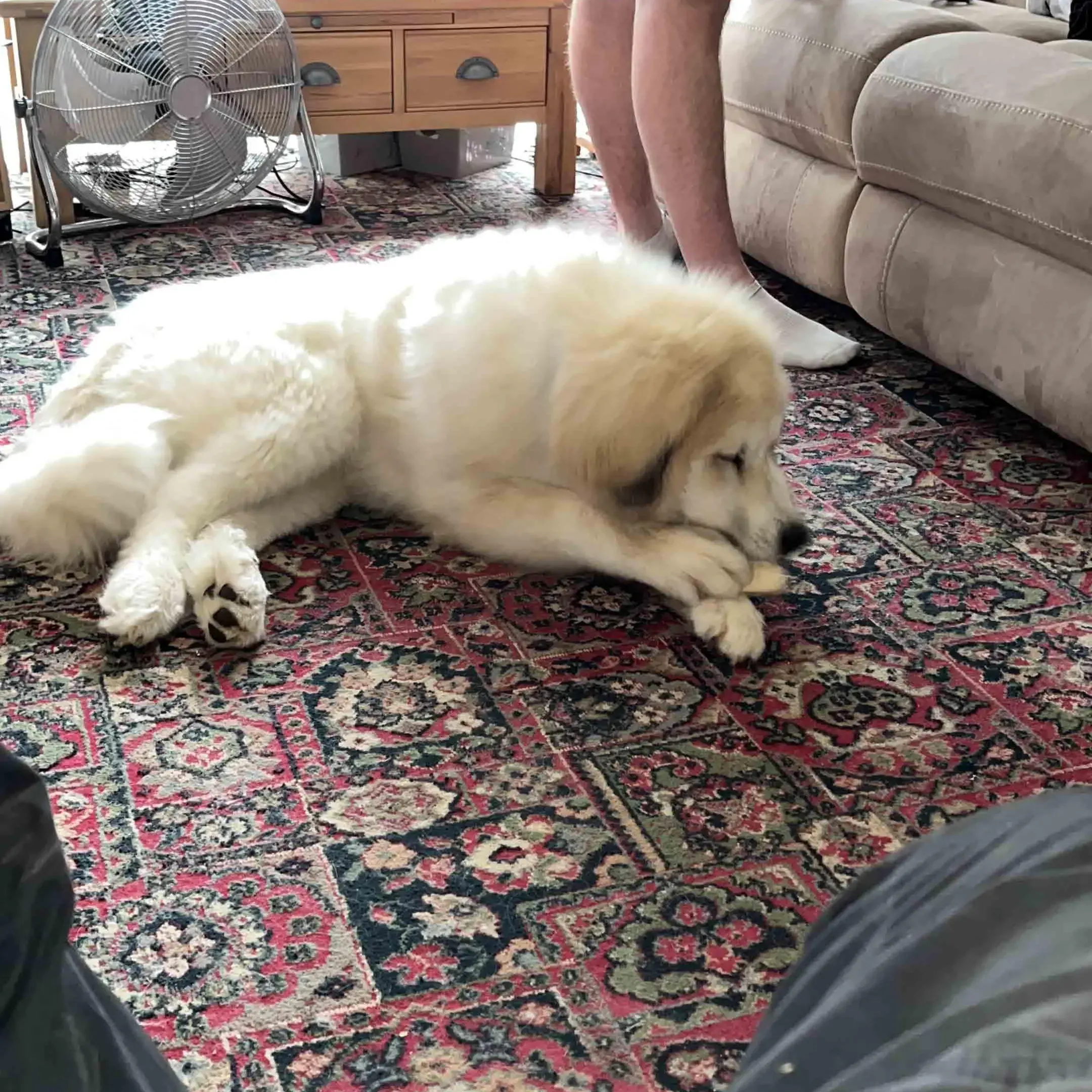 Pyrenean Mountain Dog