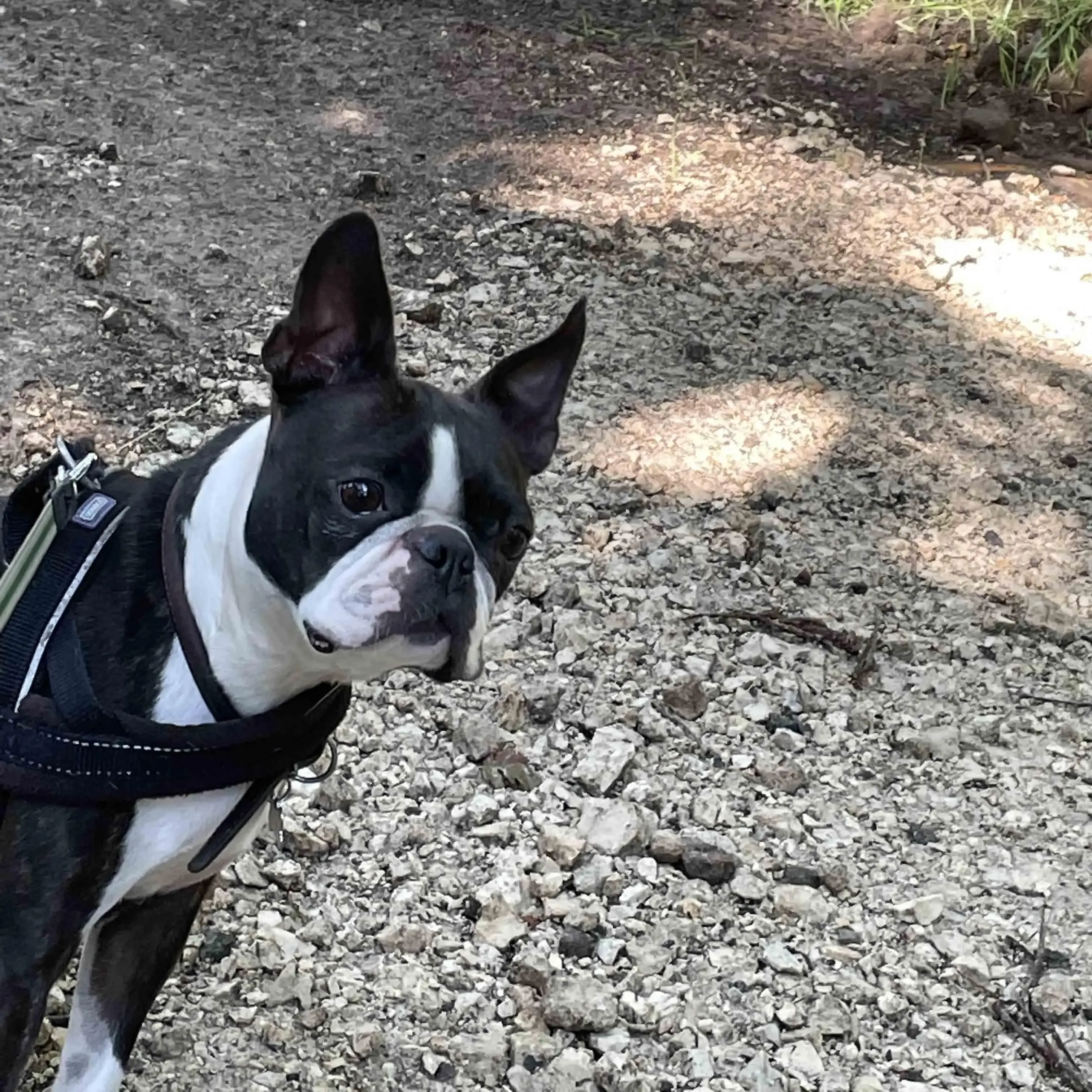 Boston Terrier