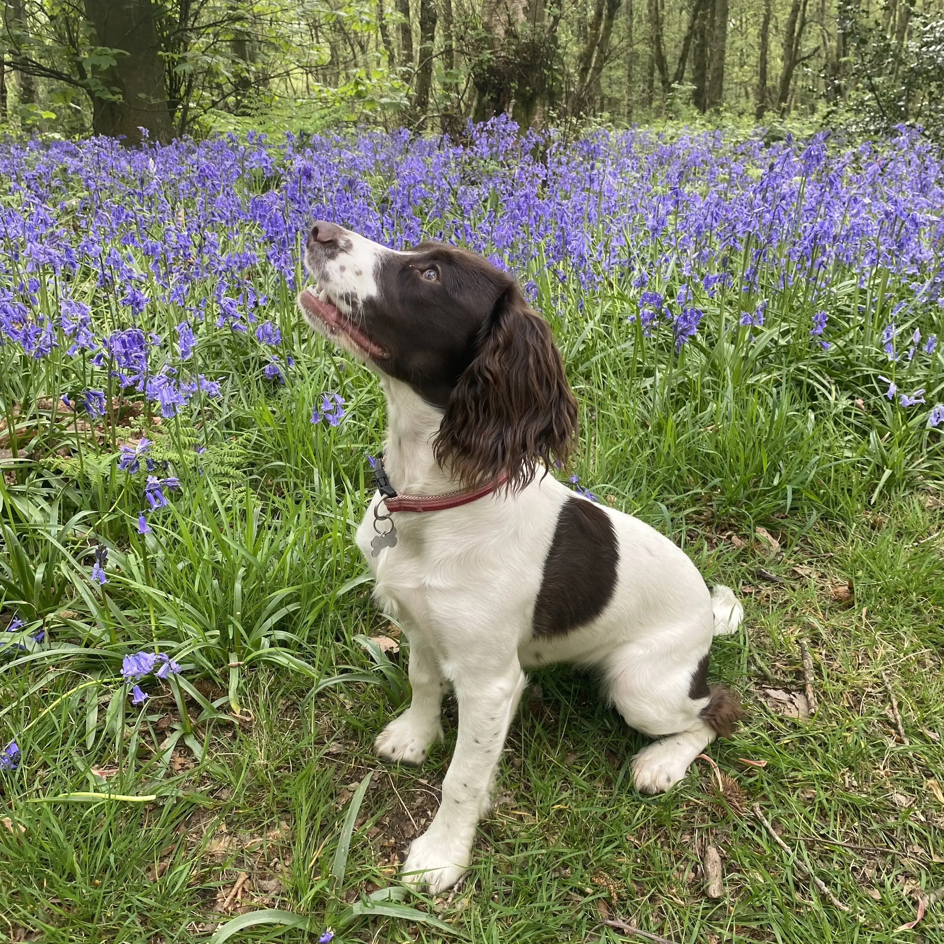 Cocker Spaniel (English)