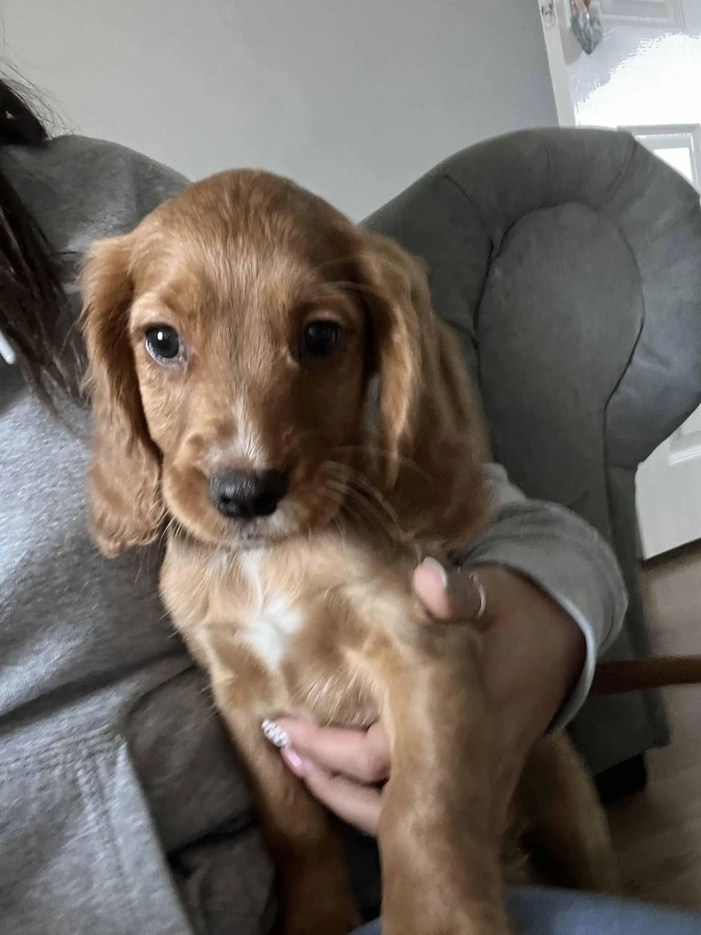 Cocker Spaniel (English)