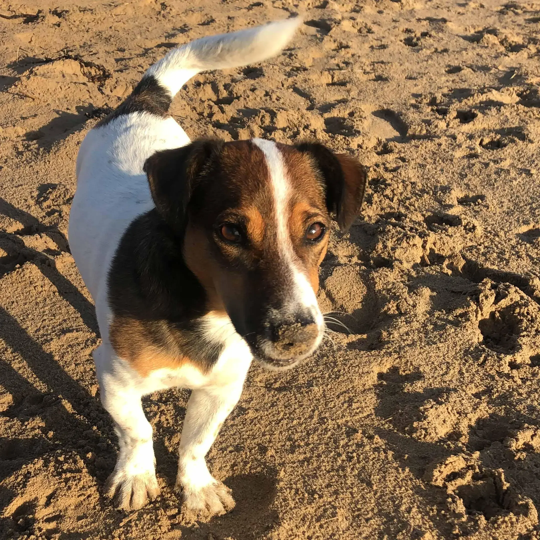 Jack Russell Terrier